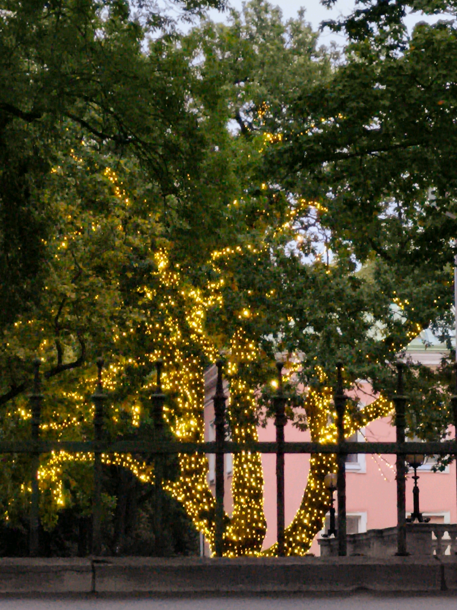 The image shows a large tree adorned with numerous small yellow lights, appearing to be a decorative illumination. The tree is set against a background featuring a pink building with white window frames, suggesting an urban or suburban setting. A dark metal fence runs horizontally across the foreground, partially obscuring the view of the tree and building. The lighting suggests it is either dusk or nighttime. The scene is consistent with a decorated area in Tallinn, Estonia, possibly a park or public space, prepared for an event or holiday. There are no people visible in the image, and no specific actions or interactions are depicted.