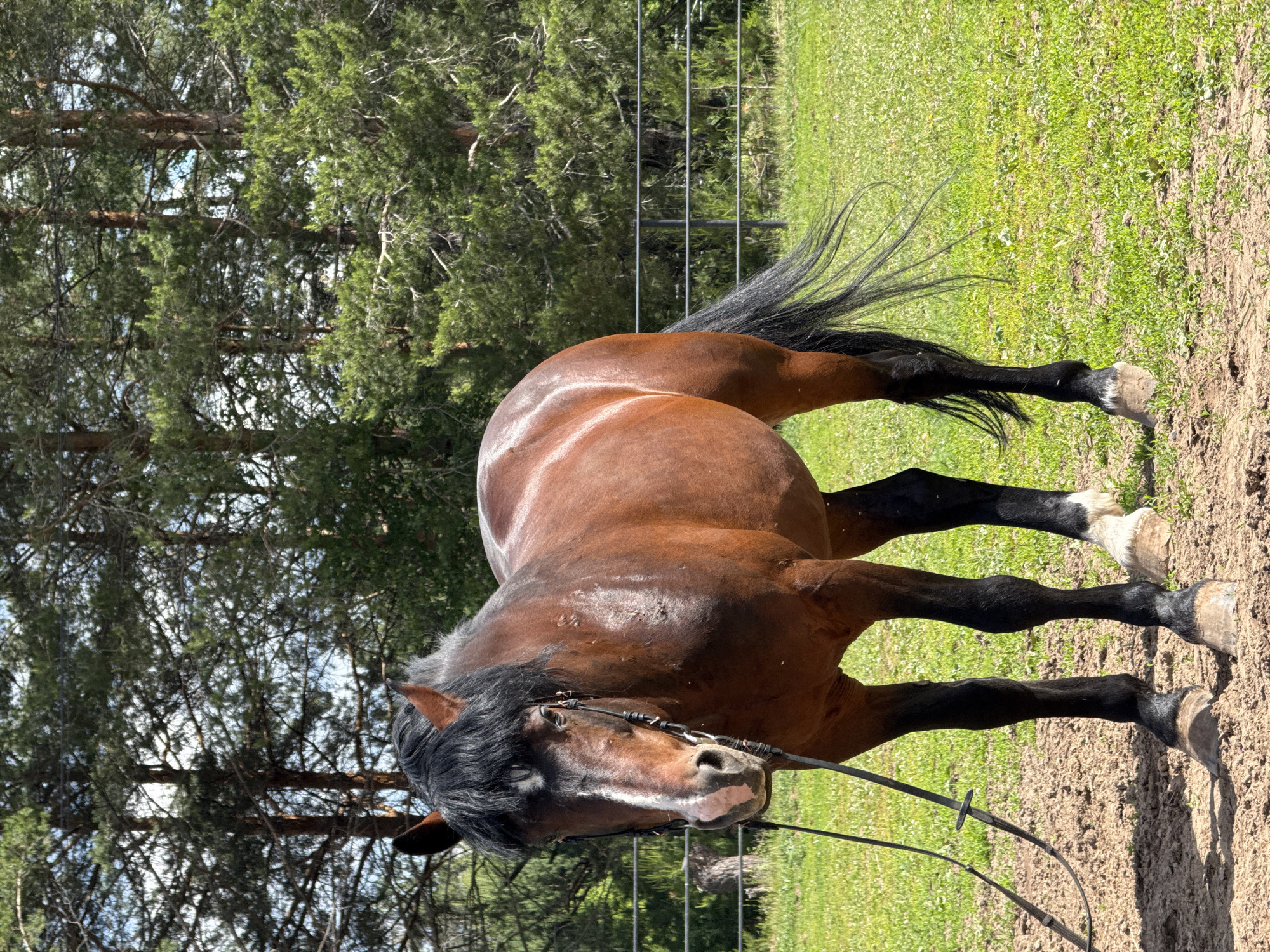 A brown horse stands in a grassy field bordered by a dirt patch. The horse has black legs with white markings near its hooves. It has a black mane and tail. A bridle with reins is on the horse's head. Trees are visible in the background. There is a fence behind the horse. The photo does not provide enough information to determine if the location is Chaikovsky, Russia.