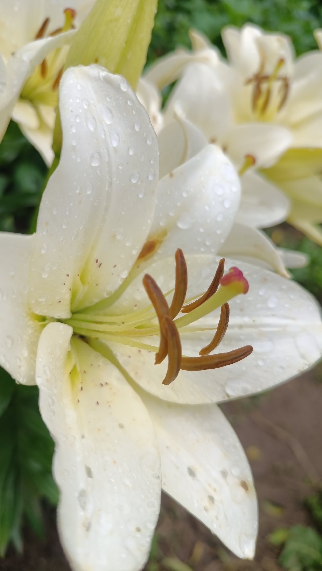 The image is a close-up shot of a white lily flower, likely in a garden. Water droplets are visible on the petals, suggesting recent rain or watering. The flower's stamens and pistil are clearly visible, with brown anthers and a yellow pistil tipped with pink. The background is blurred, showing hints of other white lilies and green foliage. The scene is a natural, outdoor setting. There is no indication of the city of Karsha, Russia, nor any people or actions.