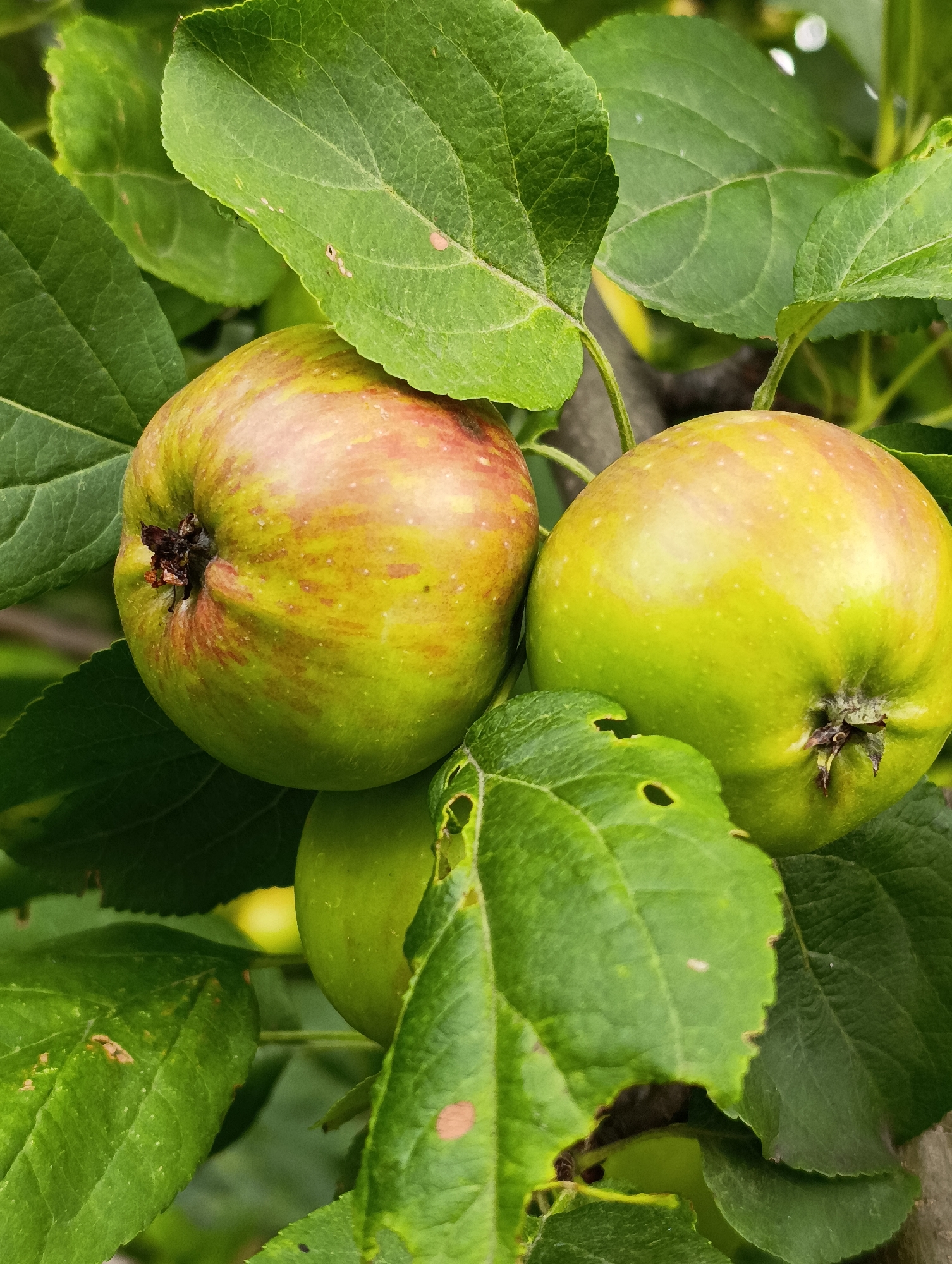 The image displays a close-up view of several unripe apples hanging from a tree, surrounded by green leaves. The apples are predominantly green with some areas of red blush. One apple in the foreground is larger and more clearly visible, with a stem attached. Another apple is partially visible to its left, and a third, smaller apple is visible below and behind the main subjects. The leaves are a vibrant green and some show signs of damage, such as holes and brown spots. The background is out of focus, suggesting a natural setting. The image does not contain any people or discernible urban elements, and therefore, cannot be definitively placed within the city of Brovary, Ukraine.