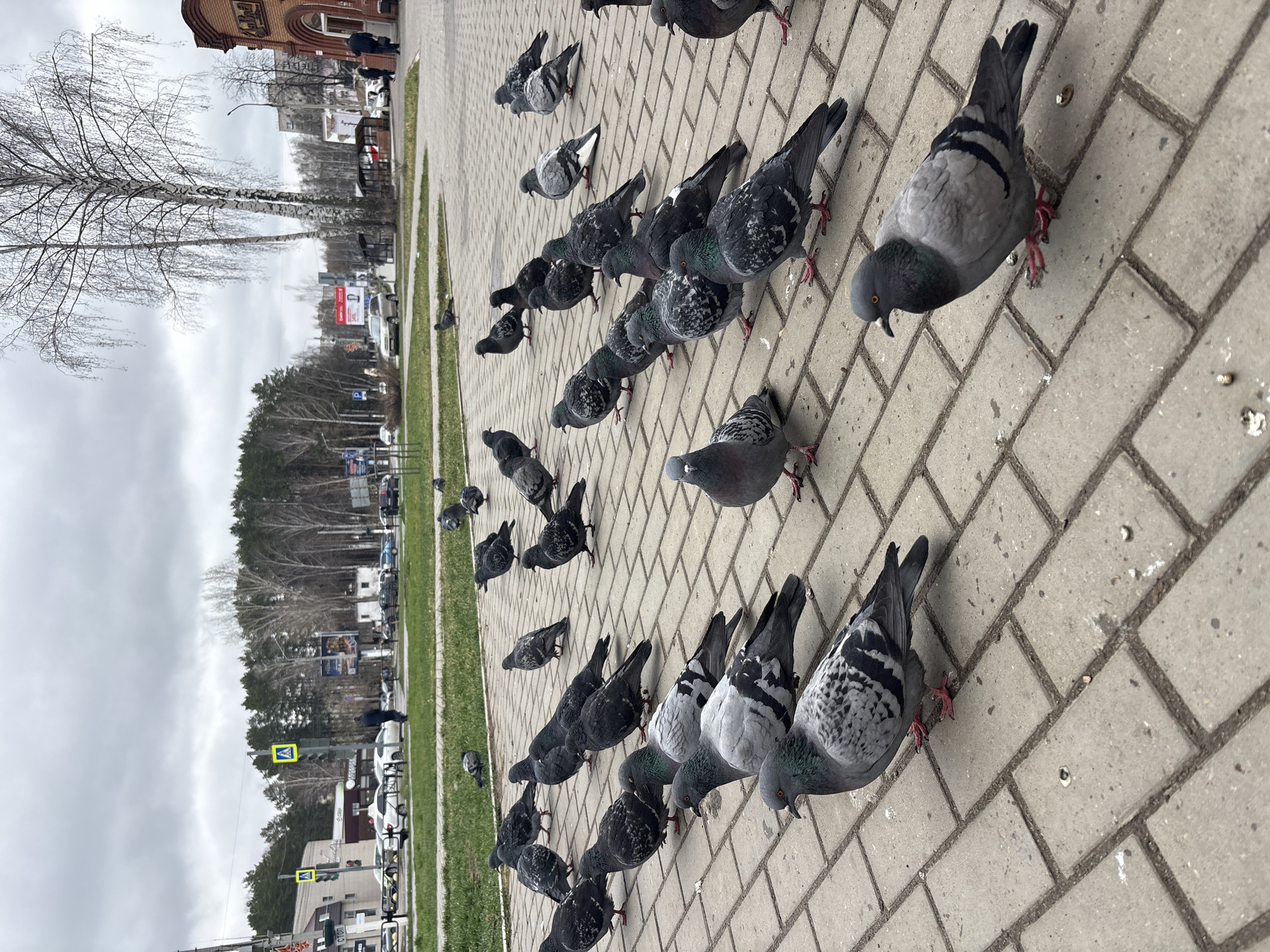 The image shows a flock of pigeons on a brick-paved area in Chaikovsky, Russia. The birds are mostly gray and black, with some showing iridescent feathers on their necks. They are scattered across the pavement, some pecking at the ground. In the background, there is a grassy area, a street with cars, trees, and buildings. The sky is overcast.