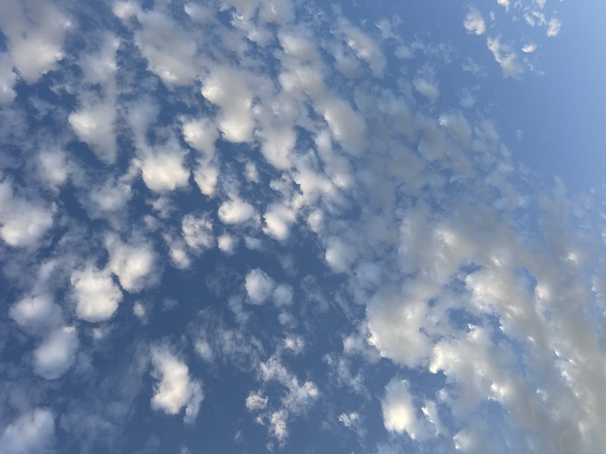 A clear, bright blue sky is filled with scattered white cumulus clouds. The clouds vary in size and density, with some appearing puffy and well-defined, while others are more wispy and spread out. The sunlight illuminates the upper portions of the clouds, creating bright white highlights, while the undersides are subtly shaded, indicating the direction of the light. The image depicts an outdoor environment, likely the sky above Zharbulak, Kazakhstan, on a clear day. There are no people, structures, or objects visible in the frame, only the sky and clouds.