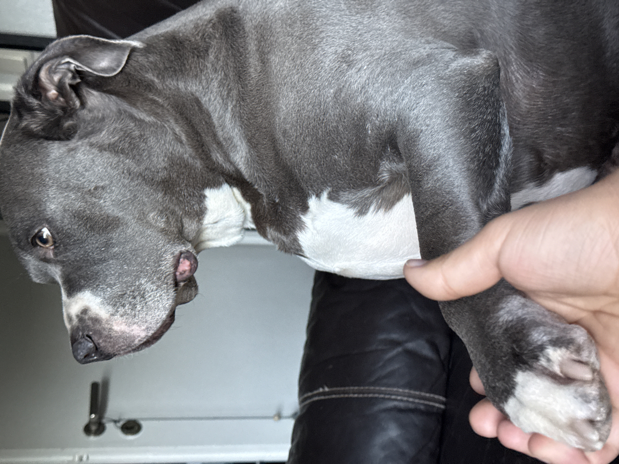 The image presents a close-up, portrait-oriented view of a dog being held indoors, likely in a home in Esch-sur-Alzette, Luxembourg. The main subject is a medium-sized dog, possibly a Staffordshire Bull Terrier or American Bully type, characterized by its short, smooth, grey fur with prominent white markings on its chest, snout, and paws. The dog's head is visible on the left side of the frame, tilted downwards, with one brown eye looking towards the viewer. Its dark, wet nose and a hint of a pink tongue are discernible. One of its ears is partially visible, folded back against its head.
A person's hand, with a light skin tone, is gently cupping and holding the dog's front left paw on the right side of the image. This interaction suggests a tender moment, possibly cuddling, comforting, or simply a relaxed pose. The dog appears calm and at ease, showing no signs of distress.
In the background, a dark piece of furniture, resembling a leather couch or armchair with visible stitching, provides a soft backdrop. Further back, a lighter-colored wall or surface is visible, along with some indistinct metallic fixtures, possibly part of door hardware or furniture mechanisms. The lighting is consistent with an indoor environment. There is no visible text within the image.