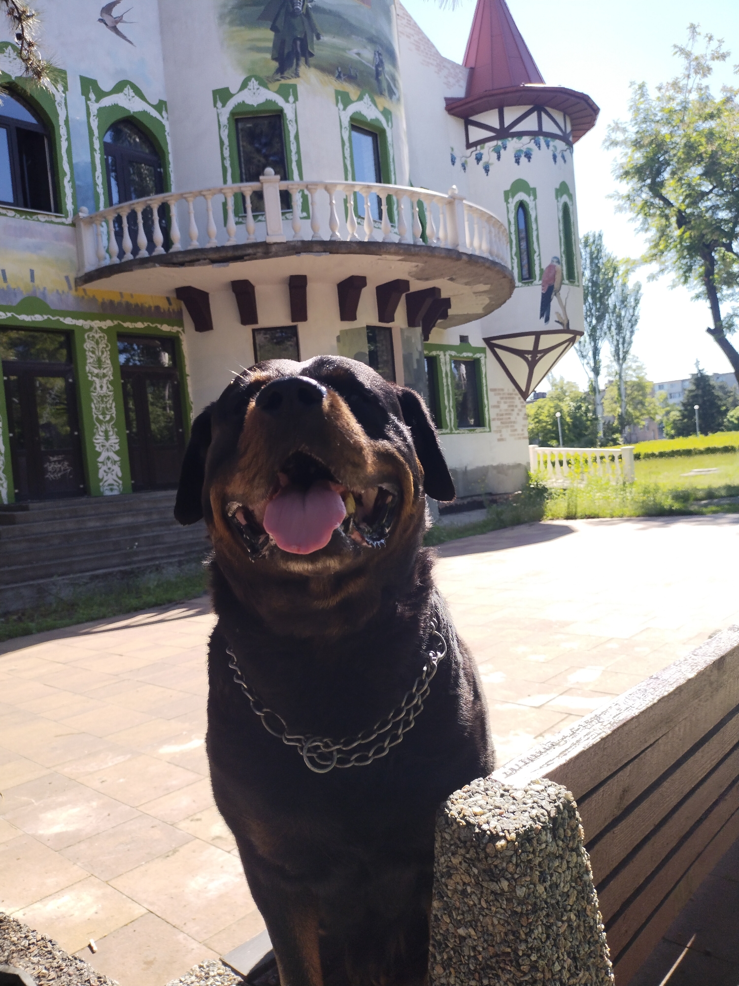 A black and brown Rottweiler wearing a silver chain collar is sitting next to a wooden bench with a pebble-covered post in front of the fairy tale-themed children's center in Horishni Plavni, Ukraine. The dog's tongue is hanging out, and its head is tilted upwards. The building behind it has a red-roofed tower and a balcony with painted figures on the walls. A tree and green grass are visible in the background.