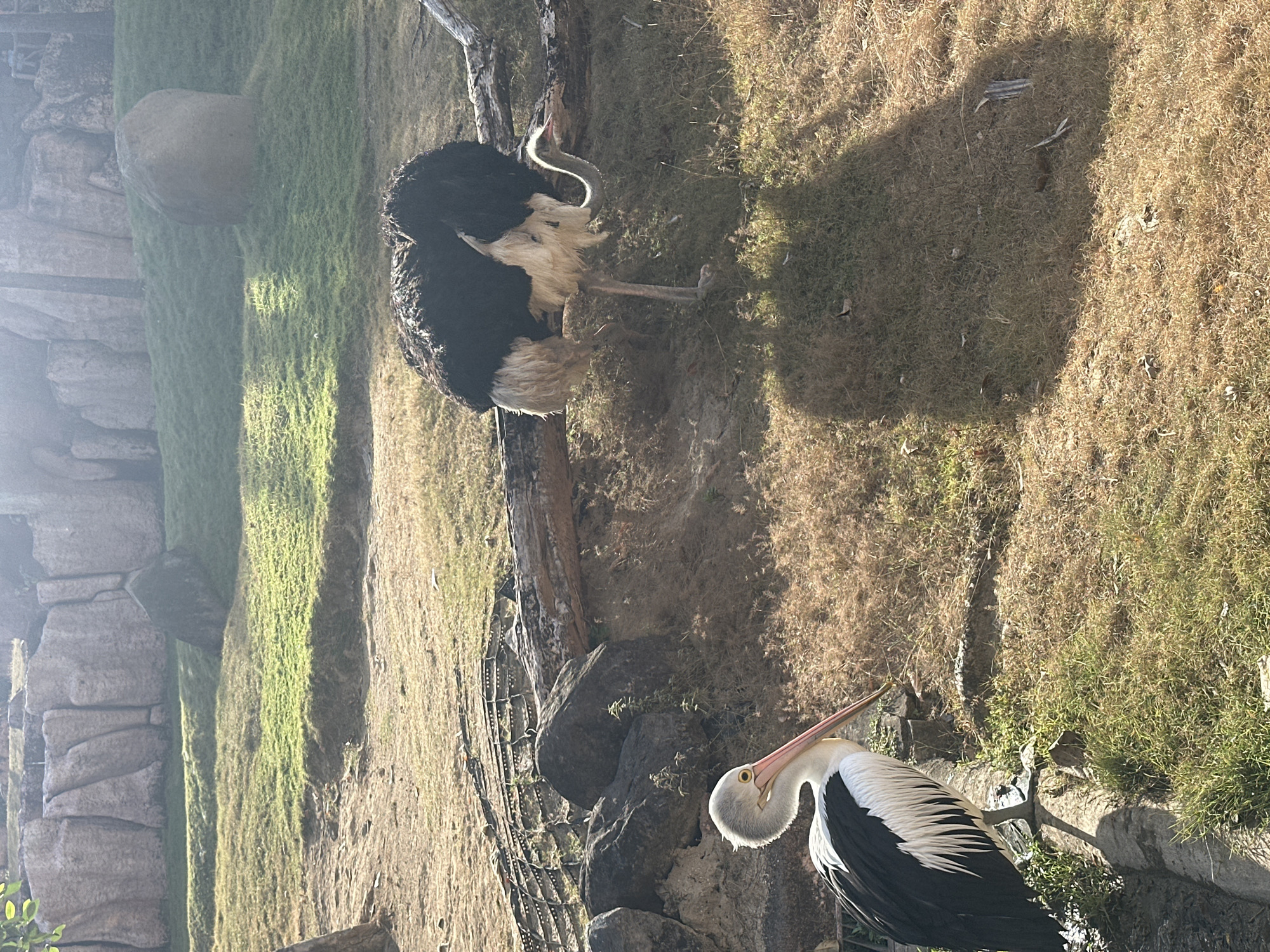 The image captures a sunny outdoor scene at the Bali Safari Park in Sukawati, Indonesia. In the foreground, a large white and black pelican stands on the left, its long pink beak pointing towards the right. Behind the pelican, an ostrich with black and white feathers is visible. The ground is covered in dry grass and some patches of green grass, with a fallen log in the background. Rocky formations and a grassy slope form the backdrop. The lighting suggests it is late afternoon, casting long shadows.