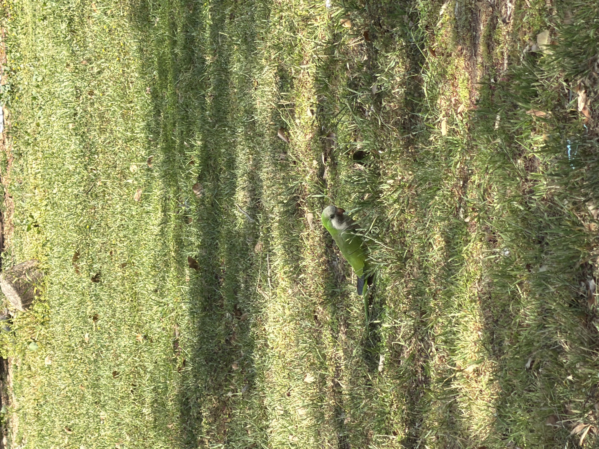 A green parrot is standing in a grassy area. The grass appears to be well-maintained and interspersed with brown leaves. There are shadows cast on the grass, possibly from trees or other objects. The image was taken in Kiryat Bialik, Israel.