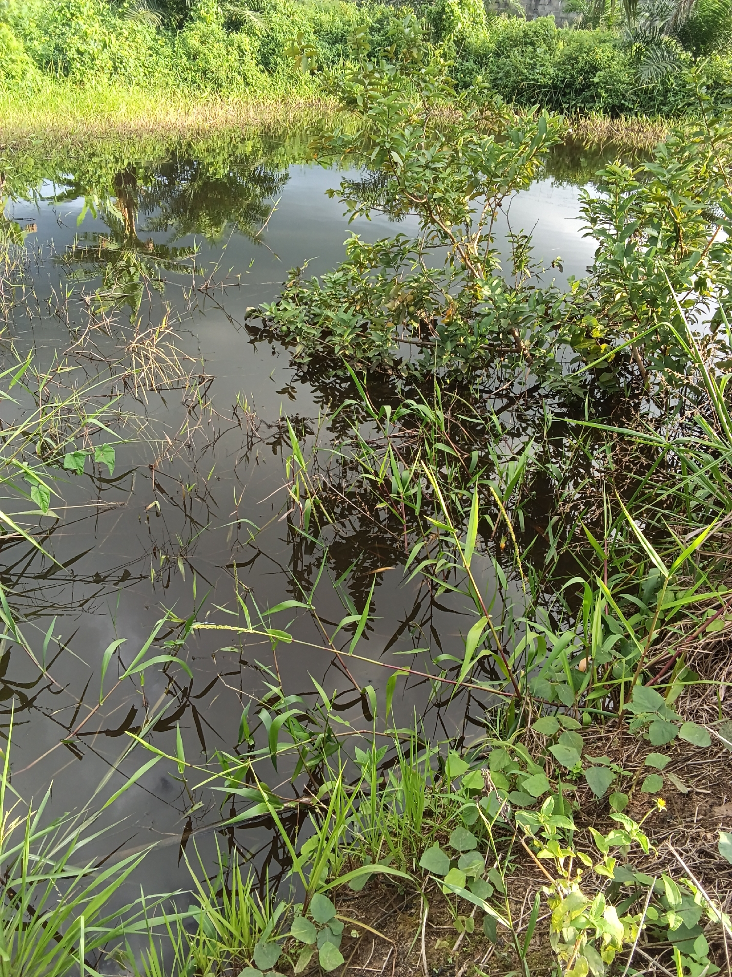 A high-angle, eye-level outdoor medium shot captures a natural scene of a body of water bordered by lush greenery. The water, dark and still, reflects the surrounding vegetation and a muted sky, creating a mirror-like effect. Various aquatic plants and grasses emerge from the water and line its edges, some reaching upwards with slender green stalks. The background is a dense wall of varied green foliage, including palm fronds and other leafy bushes, suggesting a tropical or subtropical environment. The lighting indicates it is daytime, with sunlight subtly illuminating the scene. The image depicts an undisturbed natural landscape, likely in a rural or undeveloped area.