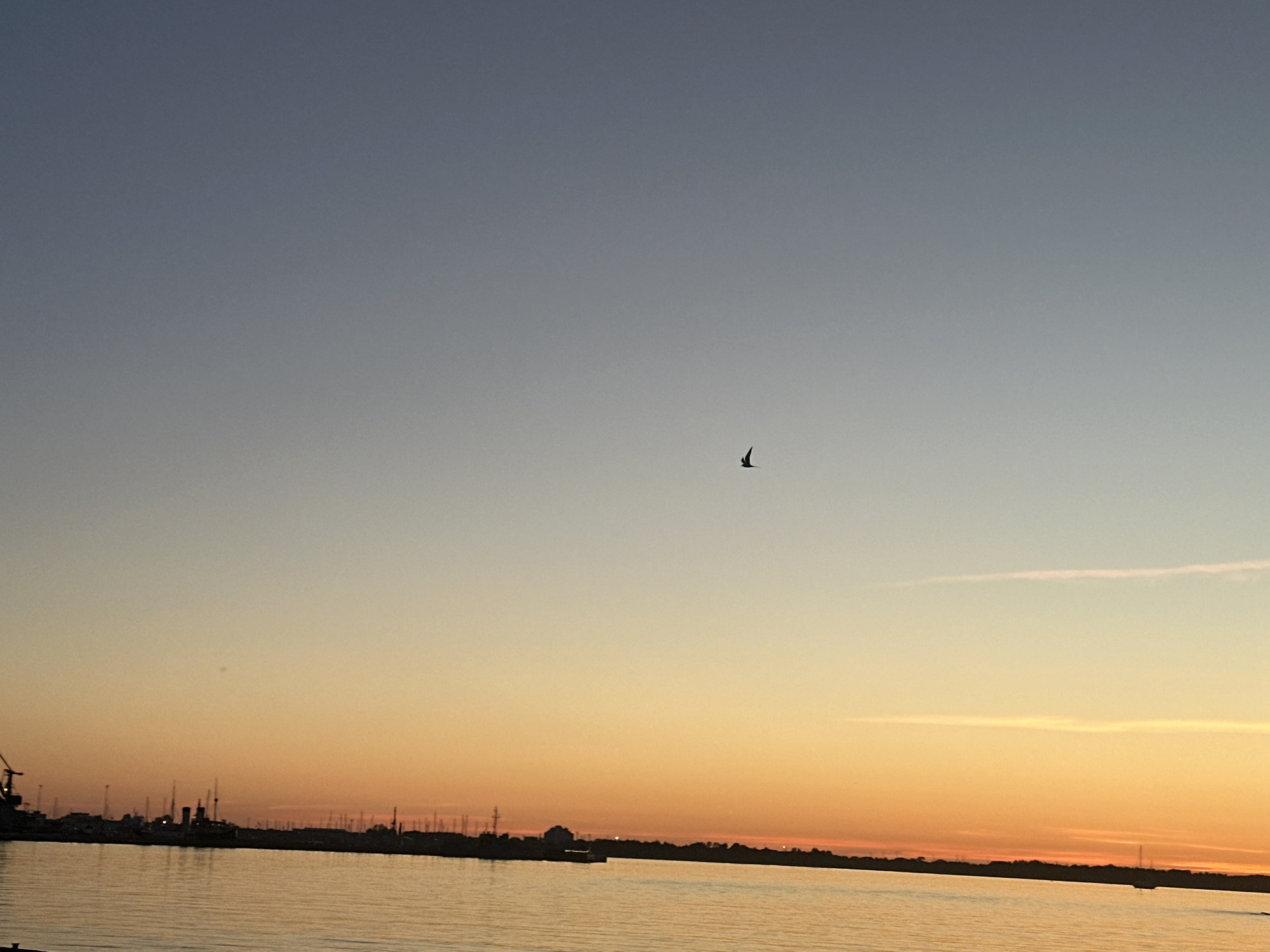 The image captures a sunset or sunrise over a body of water, observed from a low vantage point, likely within Tallinn Bay looking towards the city's harbor in Tallinn, Estonia. The sky exhibits a prominent vertical color gradient, transitioning from a dark blue-grey at the zenith to a lighter, paler blue mid-sky, which then blends into a warm spectrum of orange and yellow hues at the horizon line. A single, dark avian figure is depicted in mid-flight in the upper-middle portion of the sky, silhouetted against the lighter background. A faint, thin, horizontally elongated cloud formation is visible in the upper right quadrant. The water surface in the foreground and midground reflects the sky's colors, appearing calm with minor surface undulations. The horizon is characterized by a dark, silhouetted landmass, which represents a city's port or waterfront. This silhouette reveals a large industrial crane on the far left, followed by a dense cluster of numerous vertical masts from docked or anchored vessels, identifiable building structures, and the distinct outline of a larger ship or historical vessel positioned towards the center-left of the landmass. The overall scene is backlit, rendering the landmass and its structures in stark silhouette.