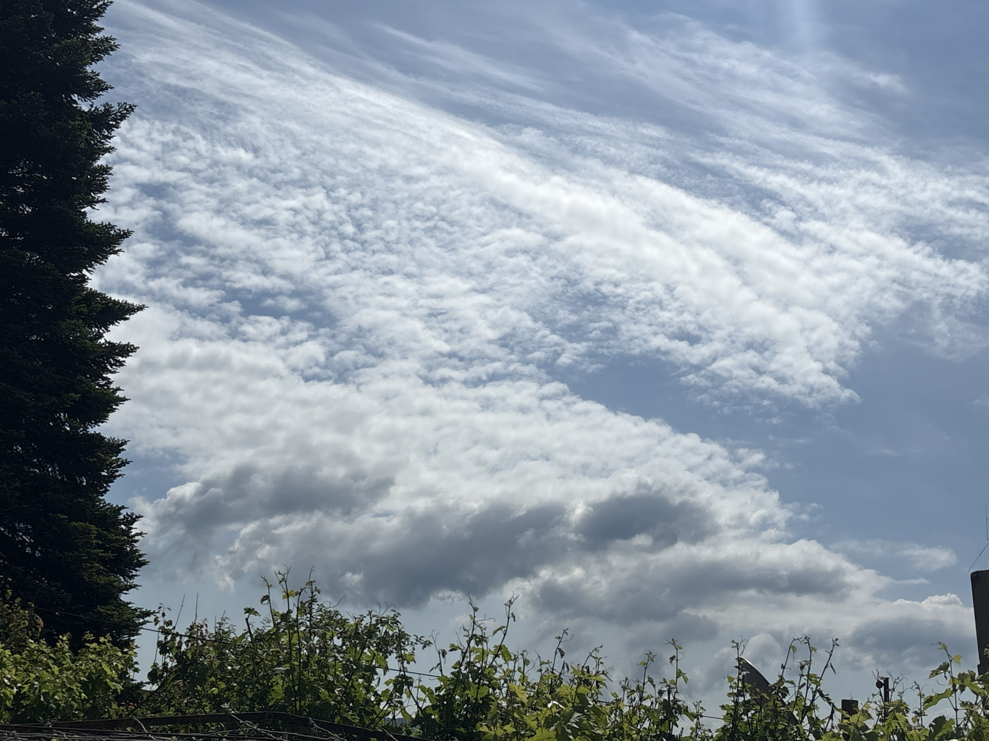 The image depicts a partly cloudy sky above what appears to be a vineyard or garden with various green plants and possibly a fence at the bottom. On the left, there is a section of a large, dark green conifer tree. The clouds in the sky are varied, with some appearing as thin, streaky formations and others as larger, more cumuliform masses. A light pole can be seen in the bottom-right of the image. The location is in the city of Veliko Tarnovo, Bulgaria.