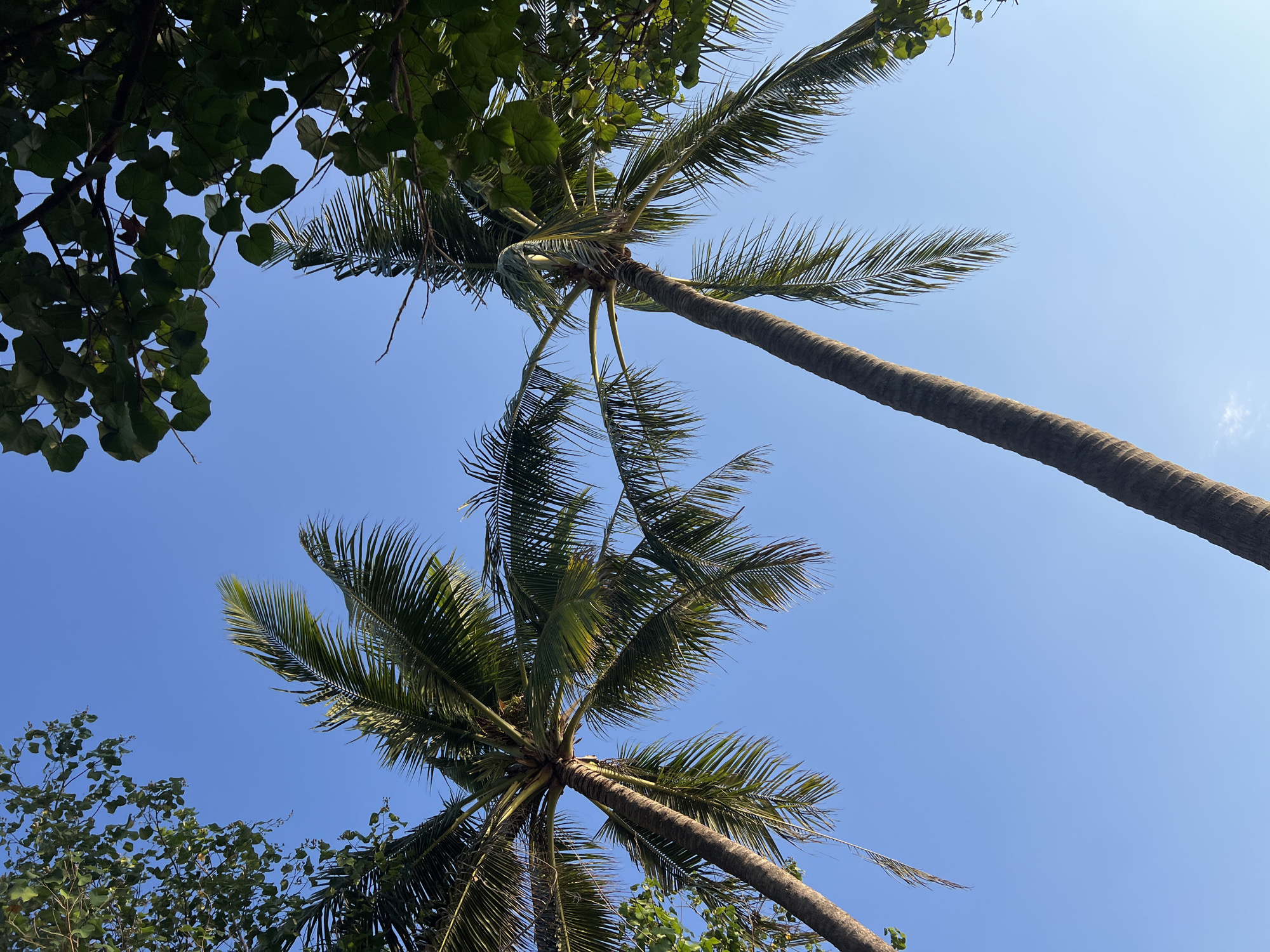 In Kuta, Indonesia, two tall palm trees with their fronds reaching towards a clear blue sky dominate the foreground of the image. The palm trees are positioned on the left and right sides of the frame, with one tree trunk extending diagonally from the bottom left corner upwards, and the other trunk slightly to the right of center, also extending upwards. Their green fronds are full and extend outwards, creating a canopy effect. In the upper corners of the image, glimpses of other trees with broad green leaves are visible, suggesting a lush, tropical environment. The sky is a uniform, bright blue with no clouds. The lighting suggests it is daytime, with the sun illuminating the fronds of the palm trees. The scene is devoid of any people or human activity. The perspective is from a low angle, looking directly up at the trees and sky.