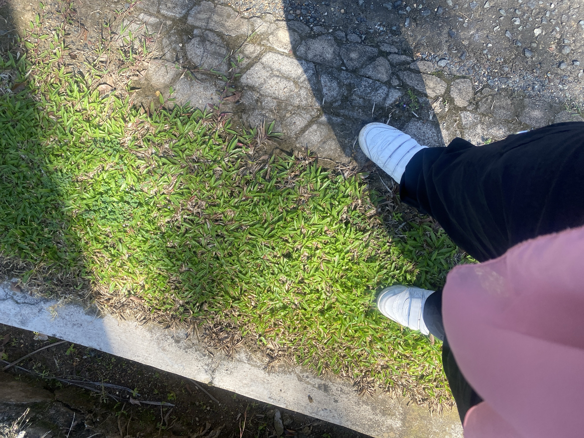 The image shows a person's legs and feet from a high-angle perspective, as if the photo was taken by the person themselves. The person is wearing white sneakers with velcro straps and black pants, with a hint of a pink garment (possibly a hijab or scarf) in the lower right corner. They are standing on a paved area next to a patch of green grass. The paved surface appears to be cracked and uneven, with small stones and dirt visible. The grass is vibrant green in some areas, with patches of dry, brown grass mixed in, suggesting it might be a naturalized or unmaintained area.
The scene is outdoors, with dappled sunlight casting shadows across the pavement and grass, indicating it is daytime. The presence of dry grass and the type of pavement suggest a warm climate, and the location context provided is Banjarbaru, Indonesia. There is no visible text in the image. The overall impression is casual and everyday, possibly taken while walking or taking a break outdoors.