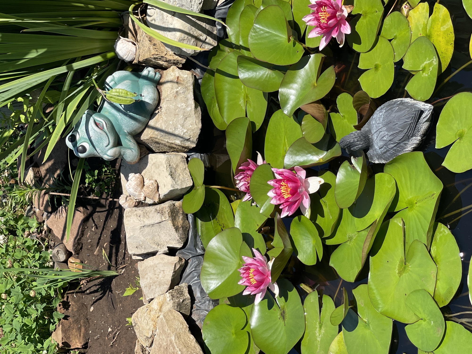 This image depicts a small decorative pond, possibly in a garden setting in Tatarstan, Russia. The pond is filled with dark water, partially obscured by numerous vibrant green lily pads. Several pink water lilies are in bloom, scattered amongst the lily pads. In the foreground, a grey decoy duck sits on the water. Behind the pond, a rock border separates the water from a patch of soil and greenery. A turquoise ceramic frog statue is perched on the rocks, wearing sunglasses and appearing to lounge. Several seashells are also placed on the rocks. Lush green foliage, including some tall reeds or grass, grows behind the frog statue. The scene is illuminated by bright sunlight, casting shadows. The presence of decorative items like the frog and duck suggests a curated, possibly residential, outdoor space.