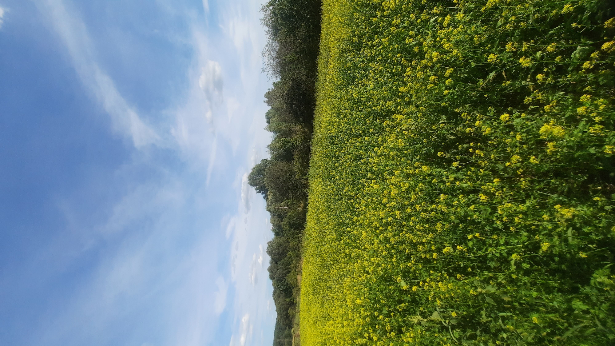 The image depicts a vast field of yellow wildflowers, likely rapeseed or mustard, under a bright blue sky with scattered white clouds. The field occupies the majority of the frame, extending towards a treeline in the background. The treeline consists of dense, green foliage, with some taller trees interspersed. The sky is clear and sunny, with wispy clouds suggesting a pleasant day. There are no people or man-made structures visible in the immediate vicinity, giving the scene a natural and rural feel. The image was taken in the city of Shklov, Belarus.