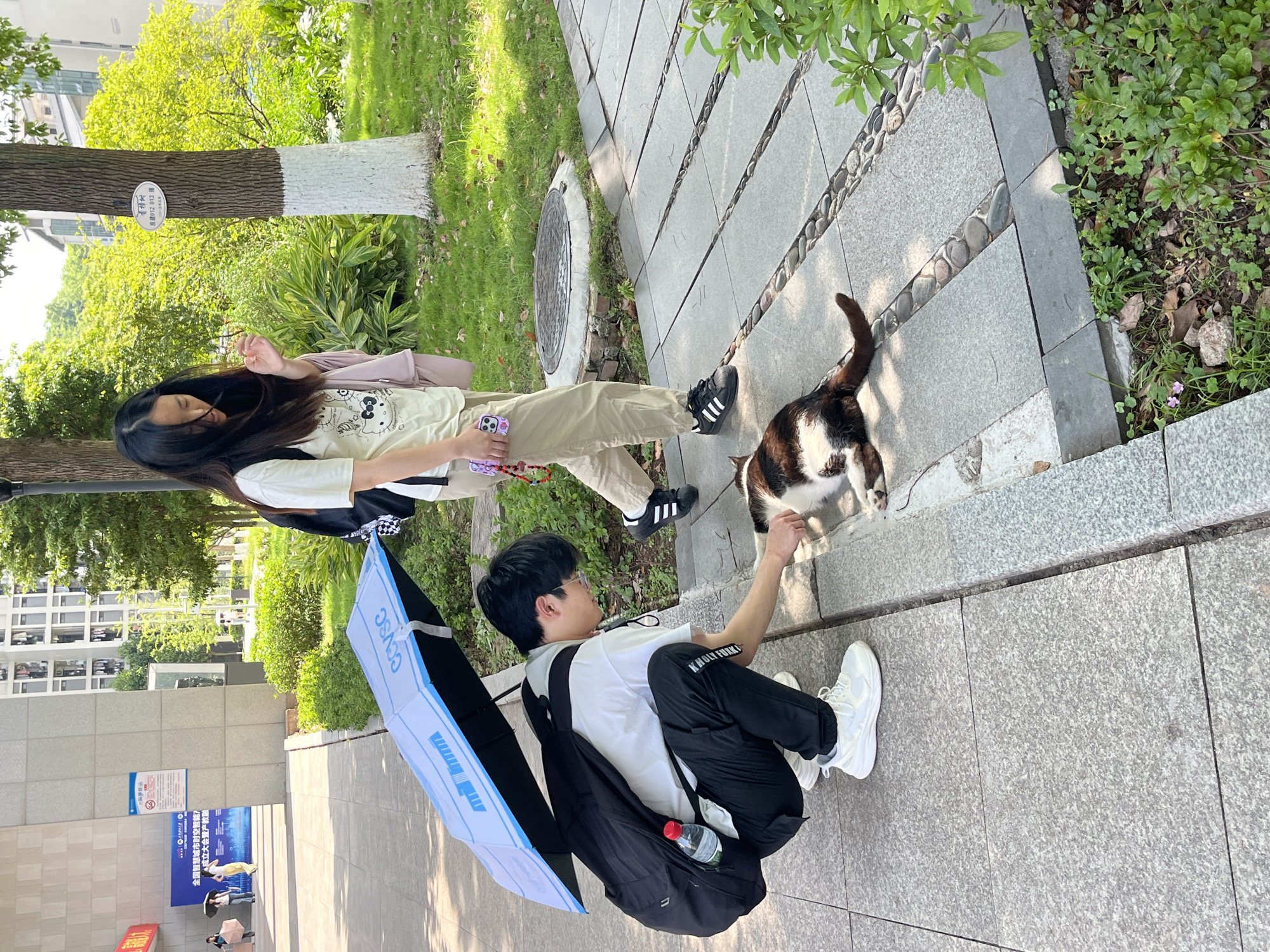 Here's a detailed description of the image:
**Scene:** An outdoor scene on a paved area, likely a sidewalk or plaza, in Jiangjin, China.
**People:** Two young people, possibly students, are present. A young man is crouched down, appearing to interact with a cat. He is wearing a white t-shirt, black pants, white shoes, and has a black backpack. He is holding a blue rectangular object, possibly a sign or poster. A young woman is standing, and has long dark hair, a light-colored top, and tan pants.
**Animal:** A black and white cat is standing on the paved area, engaging with the young man.
**Objects:** A tree with a sign attached to it (identifying it as a "Camphor tree"), part of a manhole cover, paving stones with decorative pebbles, vegetation, a bottle of water in the man's backpack, posters.
**Actions and Interactions:** The primary action is the interaction between the young man and the cat. The woman appears to be watching, or potentially taking pictures.
**Environment:** The scene is outdoors with trees and greenery visible in the background. In the background there are buildings, including one with posters/signs on it. The pavement is made of grey paving stones.