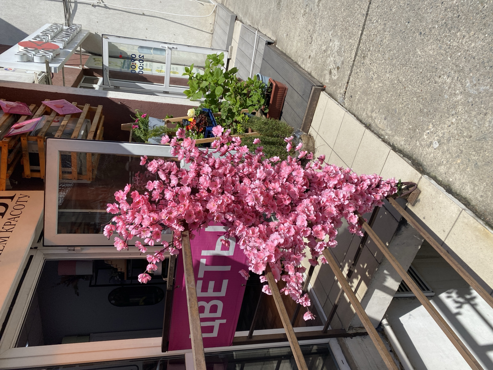 This image captures a vibrant shop front in Sochi, Russia, under bright daylight. The scene is dominated by a large, artificial cherry blossom tree or bush with numerous vivid pink flowers, positioned prominently in front of the building's entrance. The flowers cascade downwards and extend across much of the lower and central frame, creating an inviting and decorative display.
Behind the blossoms, a building facade with large glass windows and doors is visible. A pink banner is partially obscured by the flowers, bearing vertical text in Russian: "ЦВЕТЫ" (TSVETY), meaning "FLOWERS," indicating the business is likely a florist. To the left, another vertical sign is partially visible, displaying "ОЙ КРАСОТУ" (OY KRASOTU), with "КРАСОТУ" meaning "BEAUTY," suggesting it might be part of a "Beauty Salon" or "Beauty Store" sign. On one of the glass doors, opening hours are displayed as "08:00" to "20:00," likely for daily operation.
In front of the shop, several potted green plants, including what appears to be herbs or leafy greens, and some smaller flowering plants, are arranged on a wooden tiered stand. Above the entrance, on a flat white platform, white block letters and a red heart shape are visible, possibly remnants of a previous sign or part of an ongoing display. Metal railings run across the foreground, contributing to the outdoor setting. The ground consists of a tiled sidewalk leading to a rougher concrete surface, indicating a public walkway.
The strong sunlight creates clear shadows cast by the railings and building elements, suggesting a sunny mid-morning or afternoon. No people or activities are present, focusing solely on the decorated shop entrance. The overall impression is one of a cheerful and well-maintained commercial establishment.