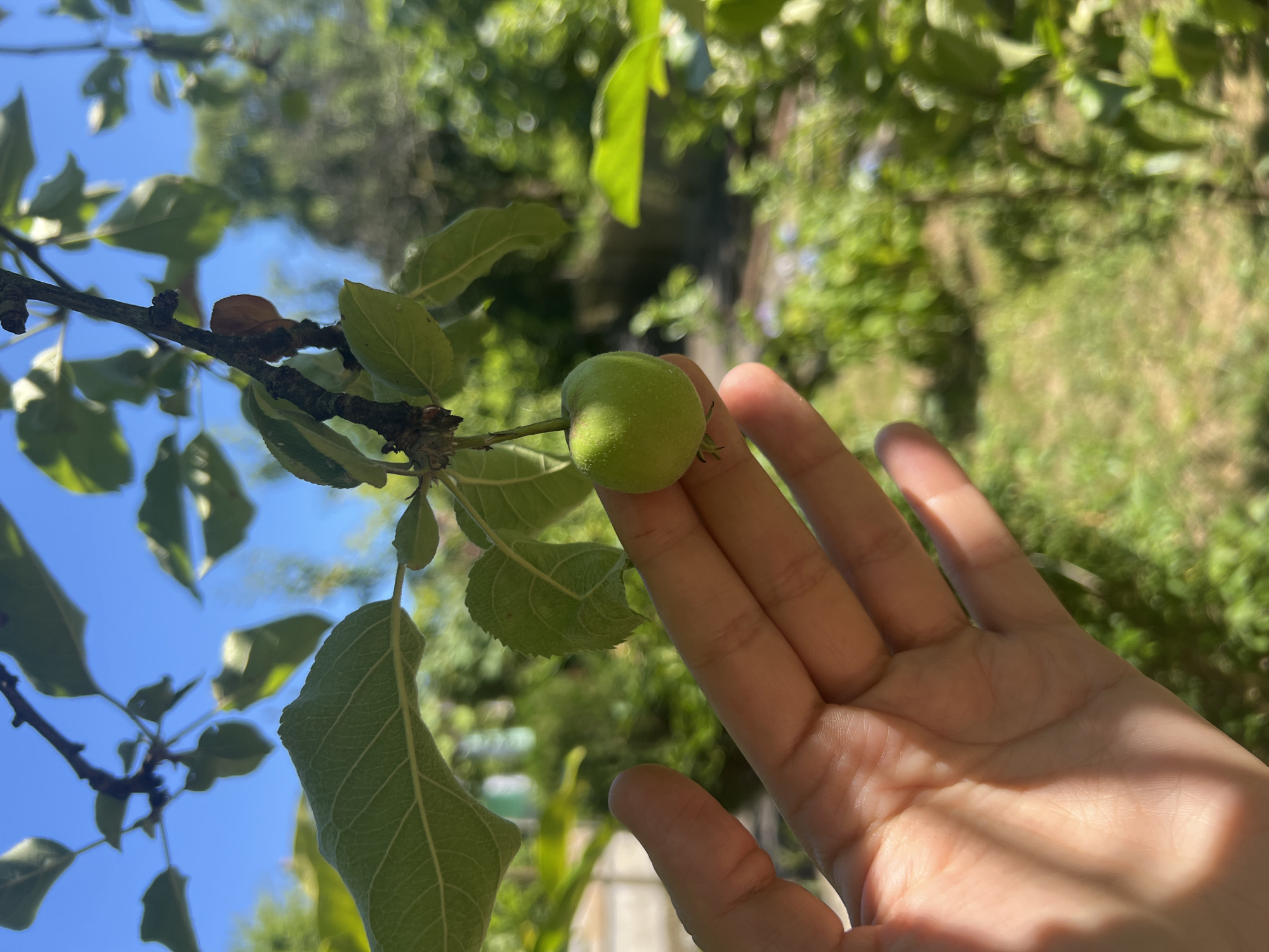 An overhead shot shows a human hand gently touching a small, unripe green apple hanging from a tree branch. The apple is spherical and vibrant green, with a slight sheen. The hand, with its fingers splayed, is positioned to the left of the apple, with the thumb and forefinger near it. The background is a blur of lush green foliage, dappled sunlight, and a bright blue sky, suggesting an outdoor setting, likely a garden. The image conveys a sense of growth and the early stages of fruit development.