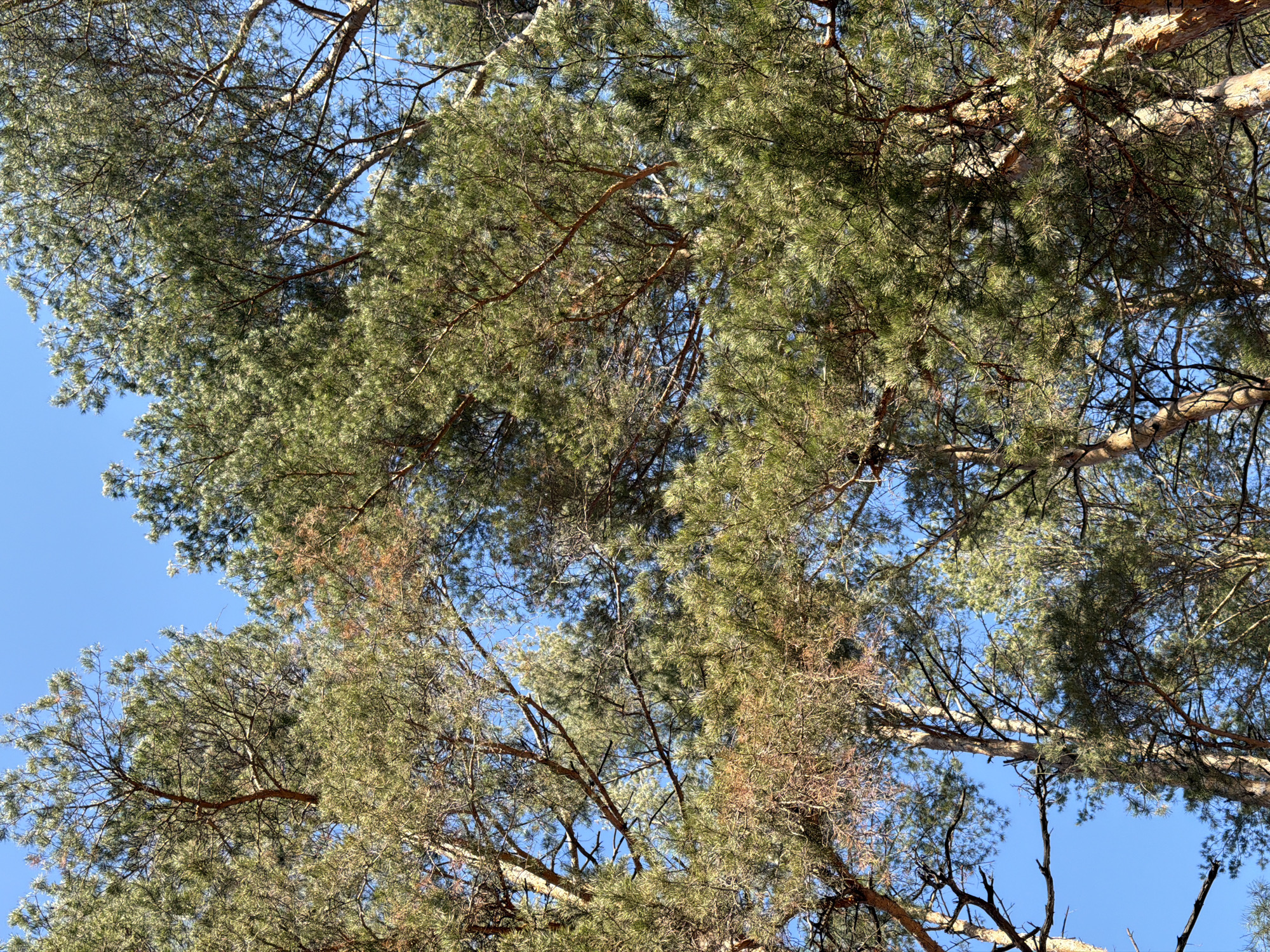 The image shows a view looking up into the canopy of pine trees against a bright blue sky. The pine trees have dense green needles and brown branches. Some areas of the foliage show brownish hues, potentially indicating dryness or seasonal change. The branches are intricately intertwined, creating a complex pattern against the sky. The photograph appears to be taken during daylight hours, and the clear sky suggests fair weather. The image does not include any people or subjects. The location is in the city of Chaikovsky, Russia.