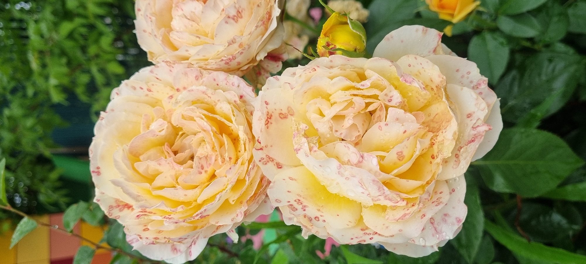 Three yellow roses with red speckles are in full bloom, facing the camera. Water droplets are visible on the petals. A yellow rose bud is to the right of the central rose. Green leaves and foliage form the background, with hints of colorful structures and greenery in the distance. The scene appears to be outdoors in a garden or park setting. This image was taken in Romashkovo, Russia.