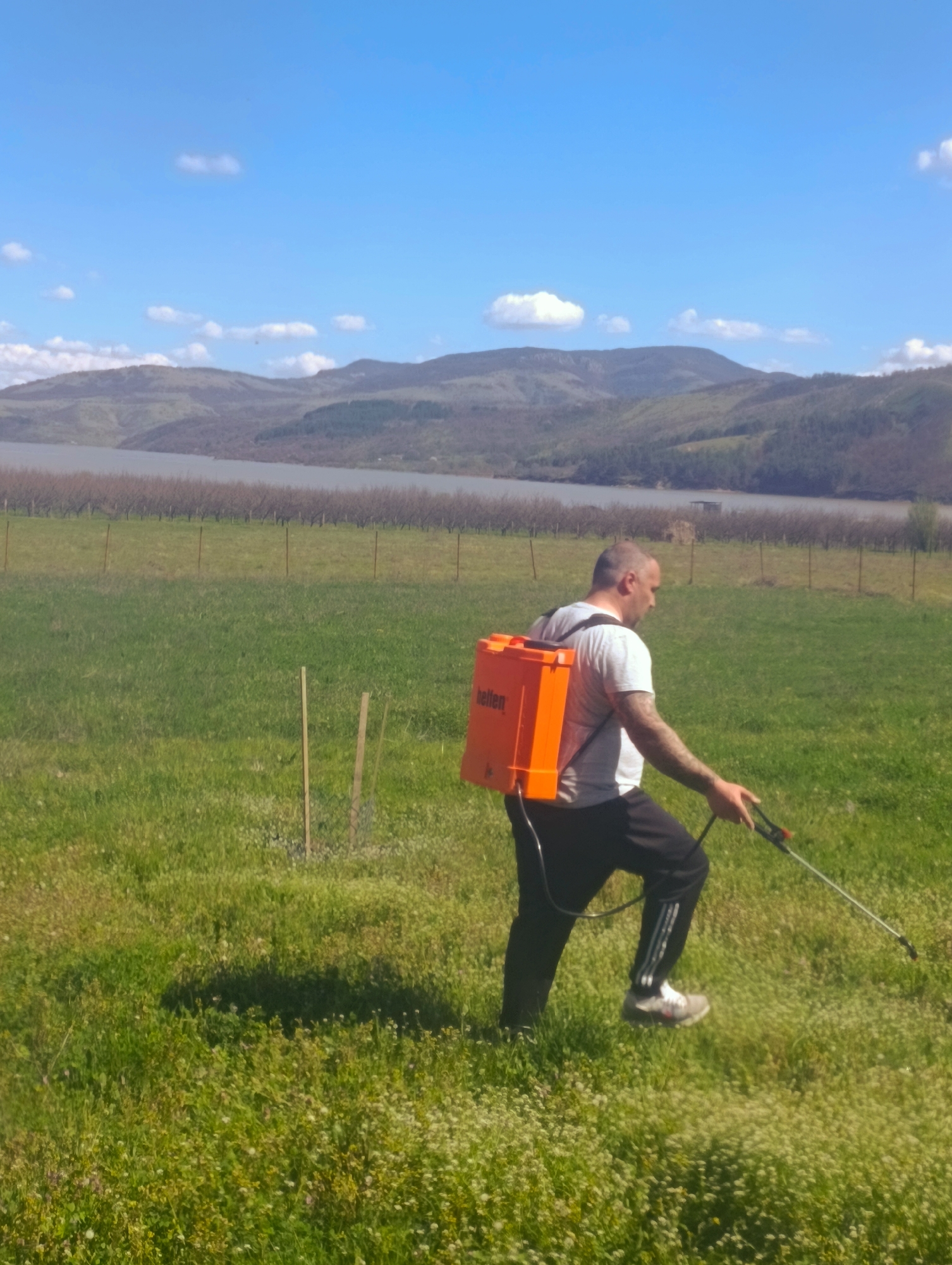 An adult male sprays a grassy field, presumably with pesticide or herbicide, in Shiroko pole, Bulgaria. He wears a white t-shirt, black athletic pants, and grey athletic shoes. An orange rectangular tank labeled "Hellen" is strapped to his back. He holds a spraying wand. The grassy field contains small white wildflowers. In the background, there is a row of trees, a body of water, and green hills. The sky is blue with scattered clouds.