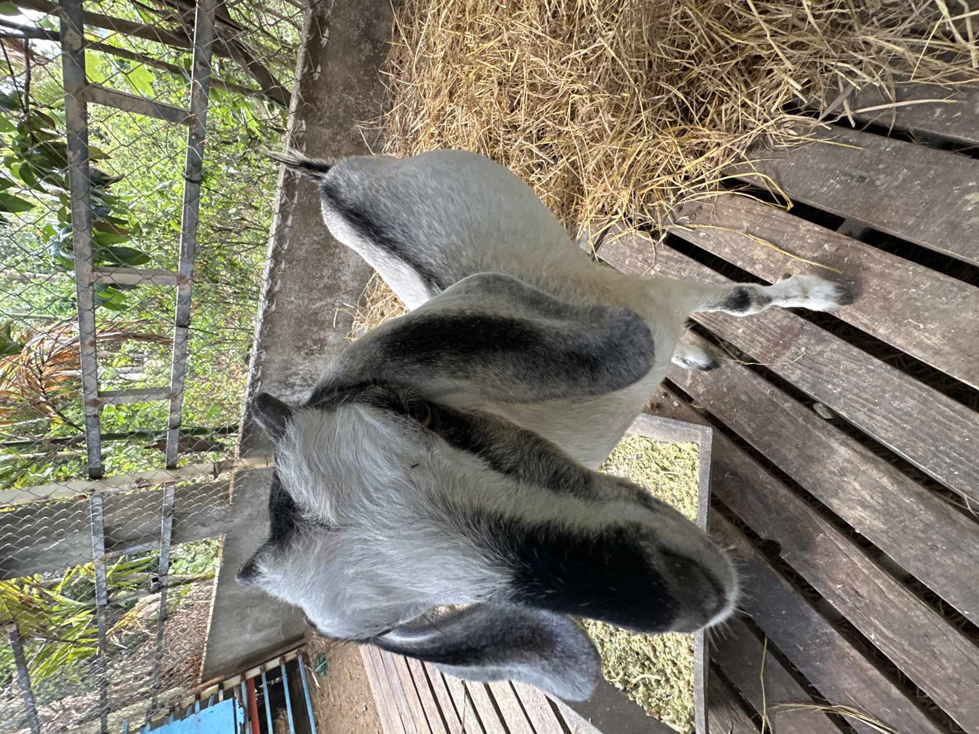 This is a slightly tilted, eye-level shot of a goat in a pen. The goat, which has a white and black coat, is the main subject. It is facing away from the camera, towards the left side of the frame, with its head down as if eating or examining something on the ground. The pen appears to be made of wood and is filled with hay, suggesting an outdoor agricultural setting.
In the background, to the left, a chain-link fence encloses the pen. Through the fence, lush green foliage and trees are visible, indicating a natural, possibly rural or semi-rural environment. The fence also has metal supports. The ground inside the pen is covered with dry, yellow straw. Some of the wooden slats of the pen's floor are visible, with a gap between them. In the lower left portion of the image, a bright blue object, possibly part of the pen or a container, is partially visible.
The lighting suggests it is daytime, with some natural sunlight filtering through the scene, creating soft shadows and highlights on the goat's fur and the wooden structures. The overall atmosphere is peaceful and rural. There is no visible text in the image. The location context is Đà Nẵng, Vietnam.