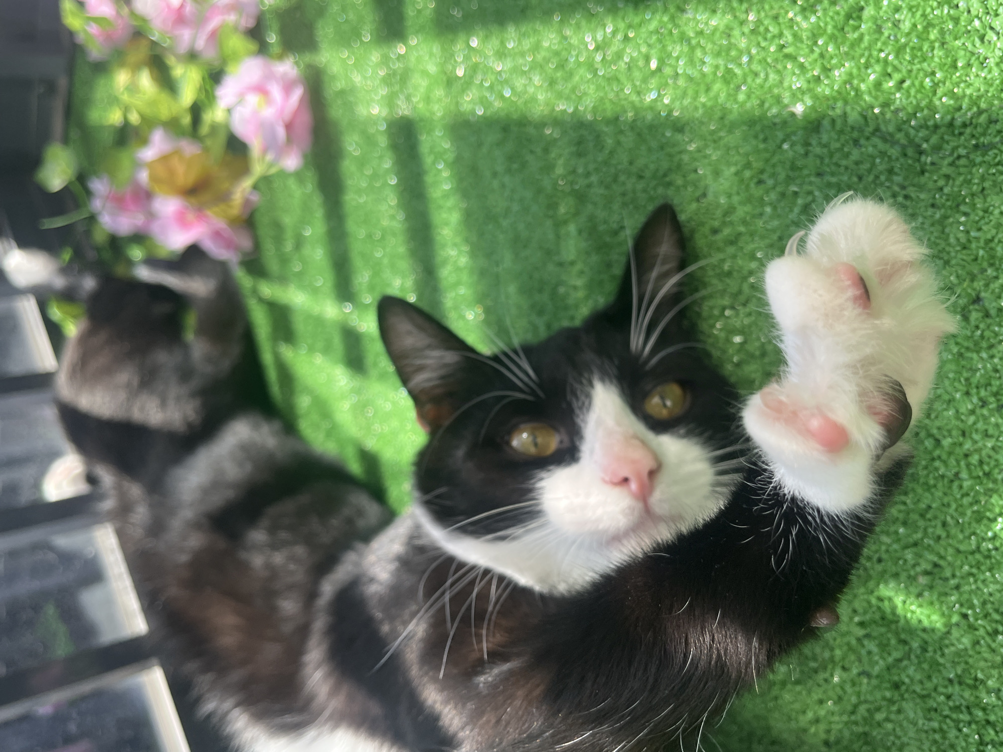 In a sunlit outdoor environment, possibly a balcony or patio, two cats are present on a bright green artificial turf surface. The cat in the foreground, a black and white tuxedo cat, is lying on its back, with its head turned towards the camera. Its eyes are open and yellow, and its pink nose and paws are visible. One of its white paws is extended forward. Behind this cat, another cat, appearing to be black or dark grey, is lying down, mostly out of focus, facing away from the camera. To the right of the cats, a cluster of pink and yellow artificial flowers is visible. The lighting creates strong shadows and highlights on the green surface, indicating direct sunlight. The scene is located in a city, but the specific city and country are not identifiable from the image.
