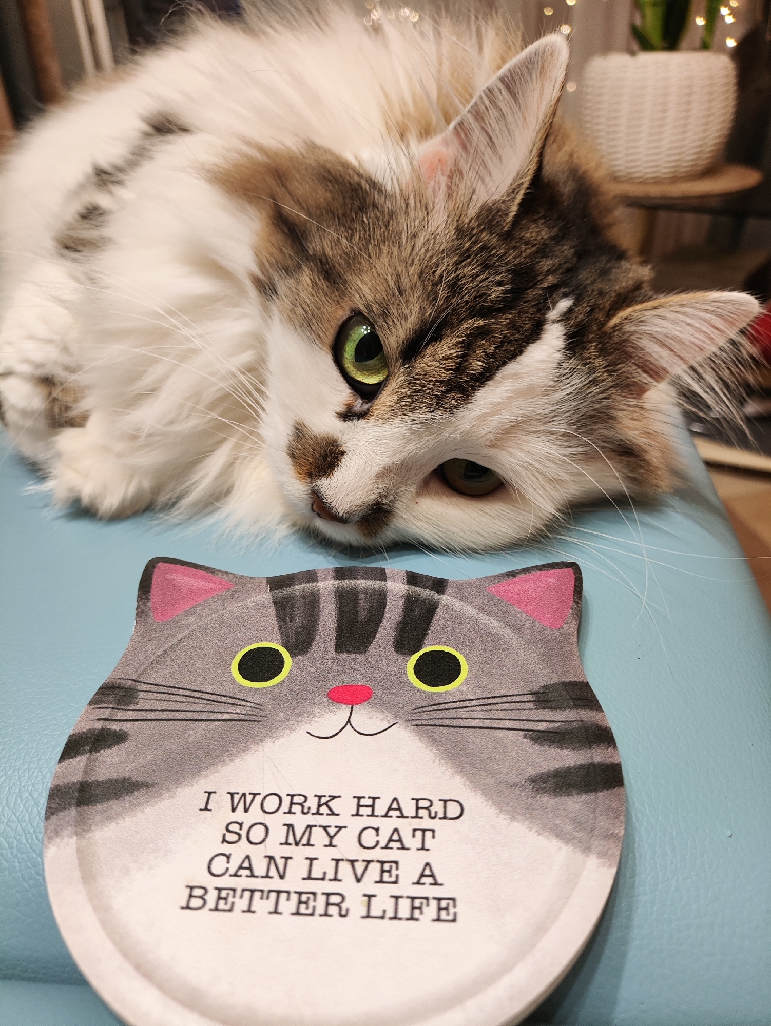 A fluffy cat with white and brown fur is lying on a light blue surface, with its head resting near a novelty cat-shaped coaster. The coaster has a gray cartoon cat face with pink ears, yellow eyes, and a red nose. Black text on the coaster reads, "I WORK HARD SO MY CAT CAN LIVE A BETTER LIFE." The cat's left eye is a striking green, and its gaze is directed towards the viewer. In the background, out of focus, there are some lights and a white woven pot. The image does not provide any information about its location in Kharkiv, Ukraine.