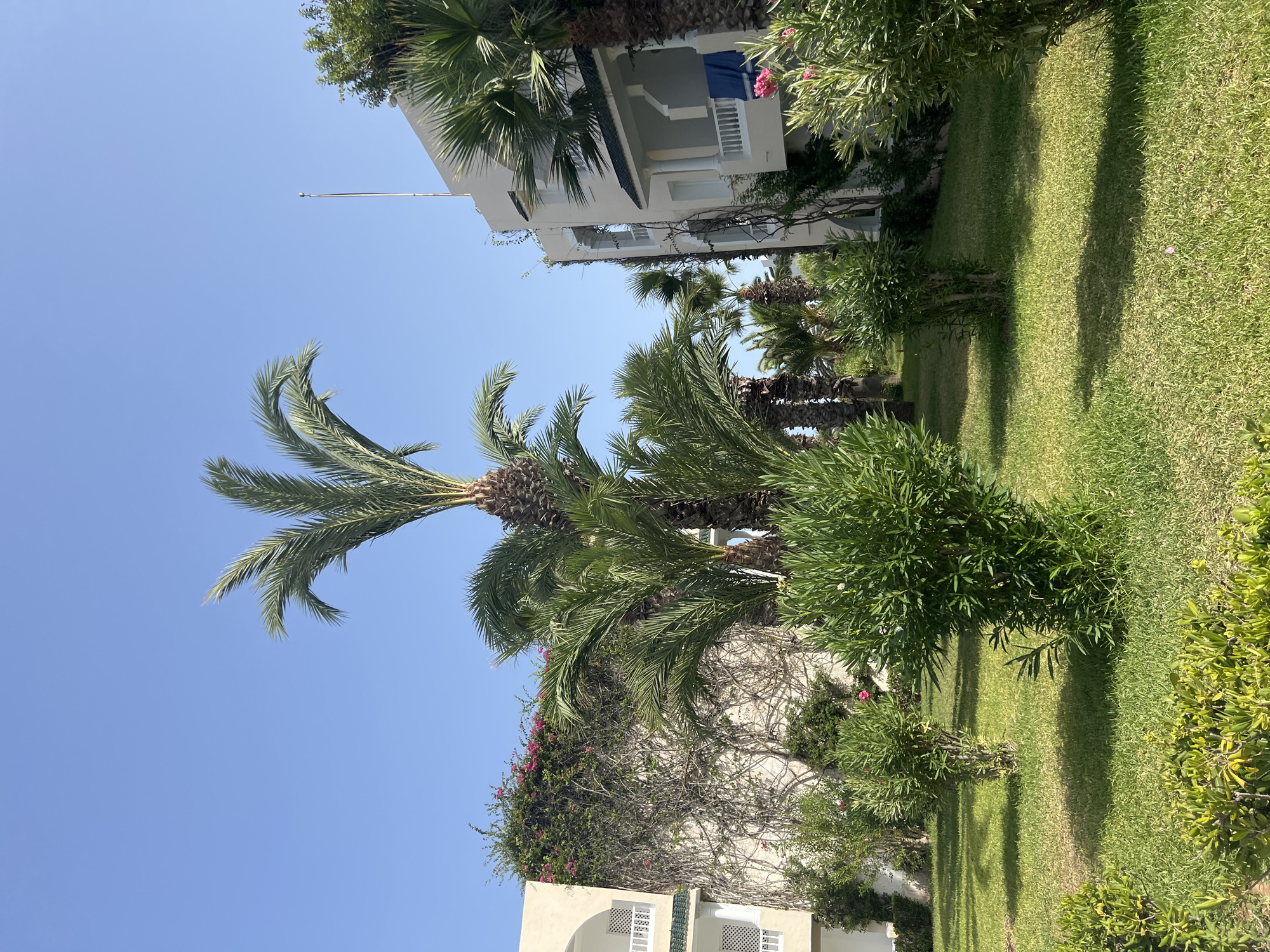A vertical, eye-level, medium outdoor shot captures a tranquil scene in Hiboun, Tunisia, with clear blue skies dominating the top two-thirds of the frame. The lower third is a lush, green lawn dotted with neatly trimmed bushes and smaller trees. Towering palm trees, characteristic of the region, are prominent features throughout the image, their fronds reaching towards the sky.
On the left, a cream-colored building with white balconies and green trim is partially visible. Its walls are covered in dense green foliage, interspersed with vibrant pink flowers, suggesting a climbing plant. To the right, another cream-colored building with similar architectural elements stands. One balcony displays a folded blue towel.
The overall impression is one of a well-maintained resort or residential area, bathed in bright sunlight, creating distinct shadows on the manicured lawn. There are no people or animals visible in the frame. The environment is peaceful and idyllic, showcasing the tropical beauty of Hiboun.