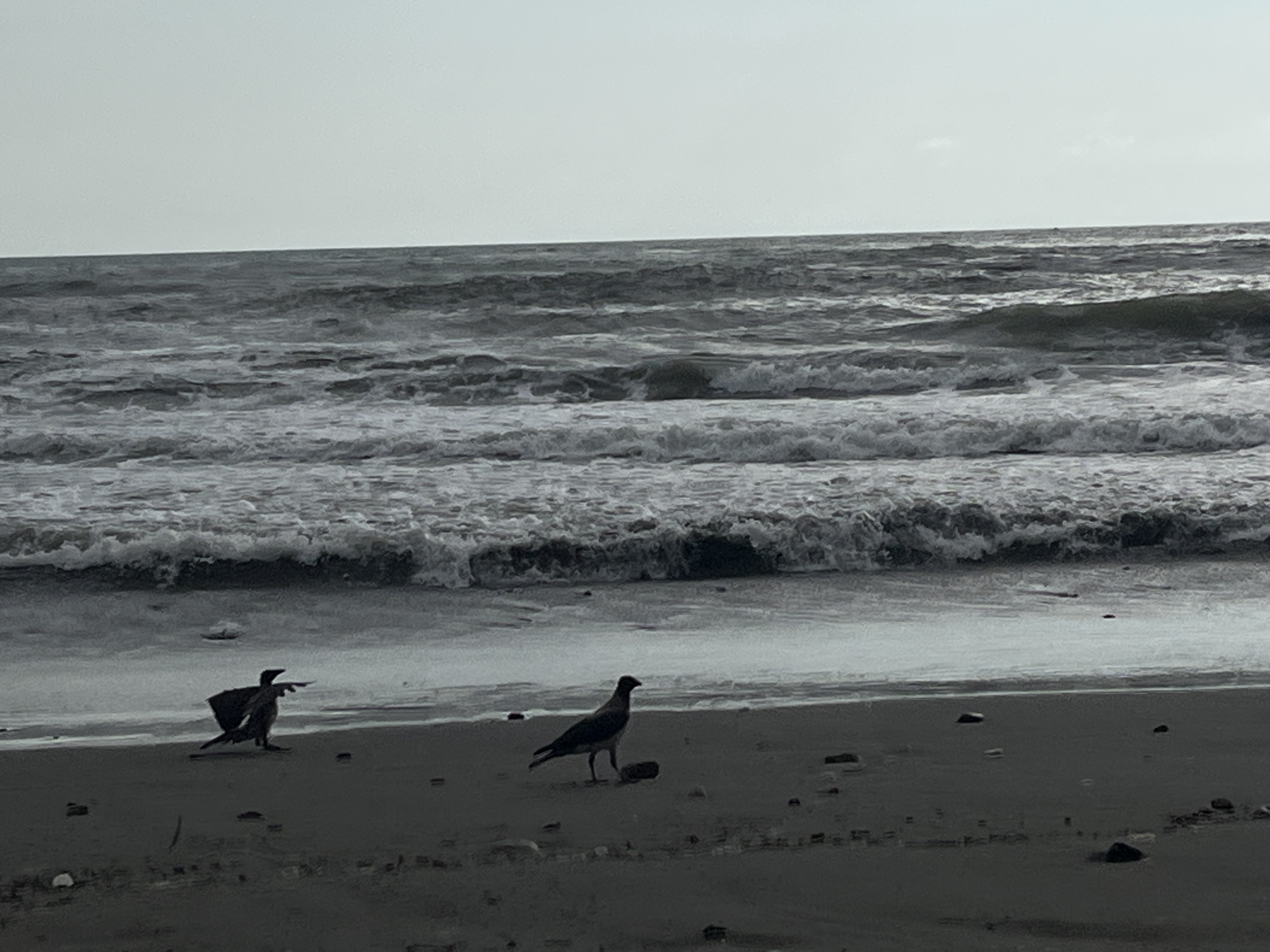 A grayscale photograph captures a serene beach scene under an overcast sky, suggesting a cool, potentially windy day. The foreground is a dark, sandy beach littered with scattered pebbles. Two birds are visible on the shore. The bird on the left appears to be in motion, with its wings slightly spread, possibly taking flight or landing. The bird on the right stands calmly, looking out towards the sea.
The middle ground is dominated by the powerful movement of the ocean. Waves are rolling in towards the shore, creating white foam and a dynamic texture across the water's surface. The sea stretches to the horizon, where it meets a pale, featureless sky. The overall mood is one of quiet contemplation and the raw beauty of nature. The location is identified as Supsa, Georgia. There is no visible text in the image. The time of day is indeterminate due to the uniform lighting, but the overcast conditions suggest it is likely daytime.