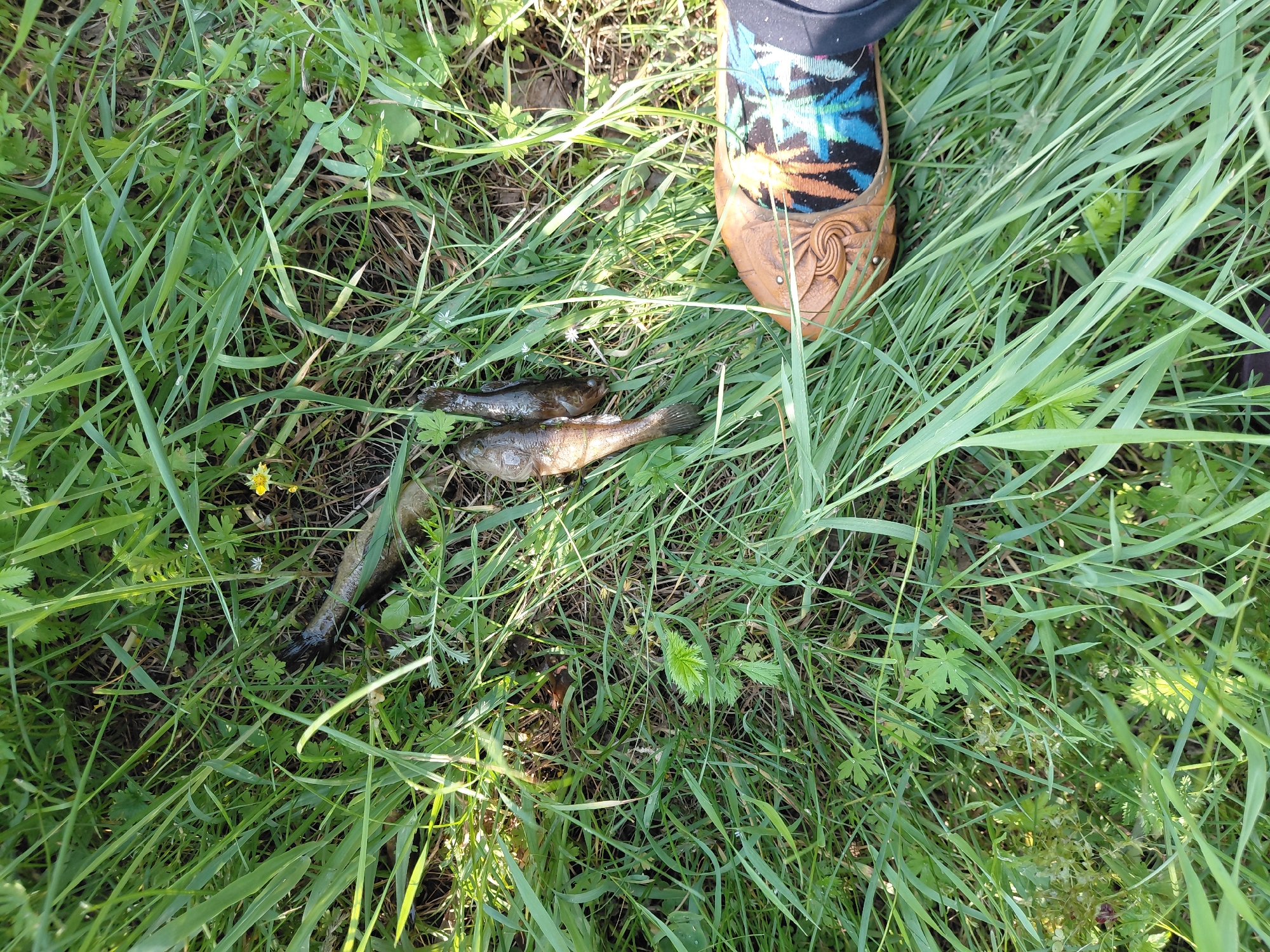 A high-angle, full shot captures a small collection of dead fish lying on the ground amidst green grass and foliage. The fish appear to be of a common, smaller variety, with dark coloration and visible fins. One of the fish, located to the left of the cluster, has its tail obscured by the grass. To the right, the lower portion of a person's leg and foot are visible, wearing a brown, intricately carved shoe with a colorful, patterned sock. The shoe's design features swirls and what appears to be a stylized representation of a palm tree with blue and orange accents. The environment is predominantly natural, with lush grass and various green plants filling the frame. The ground is dark and earthy beneath the vegetation. The scene suggests a moment captured outdoors, likely in a rural or natural setting near the city of Novosyolovo, Russia.