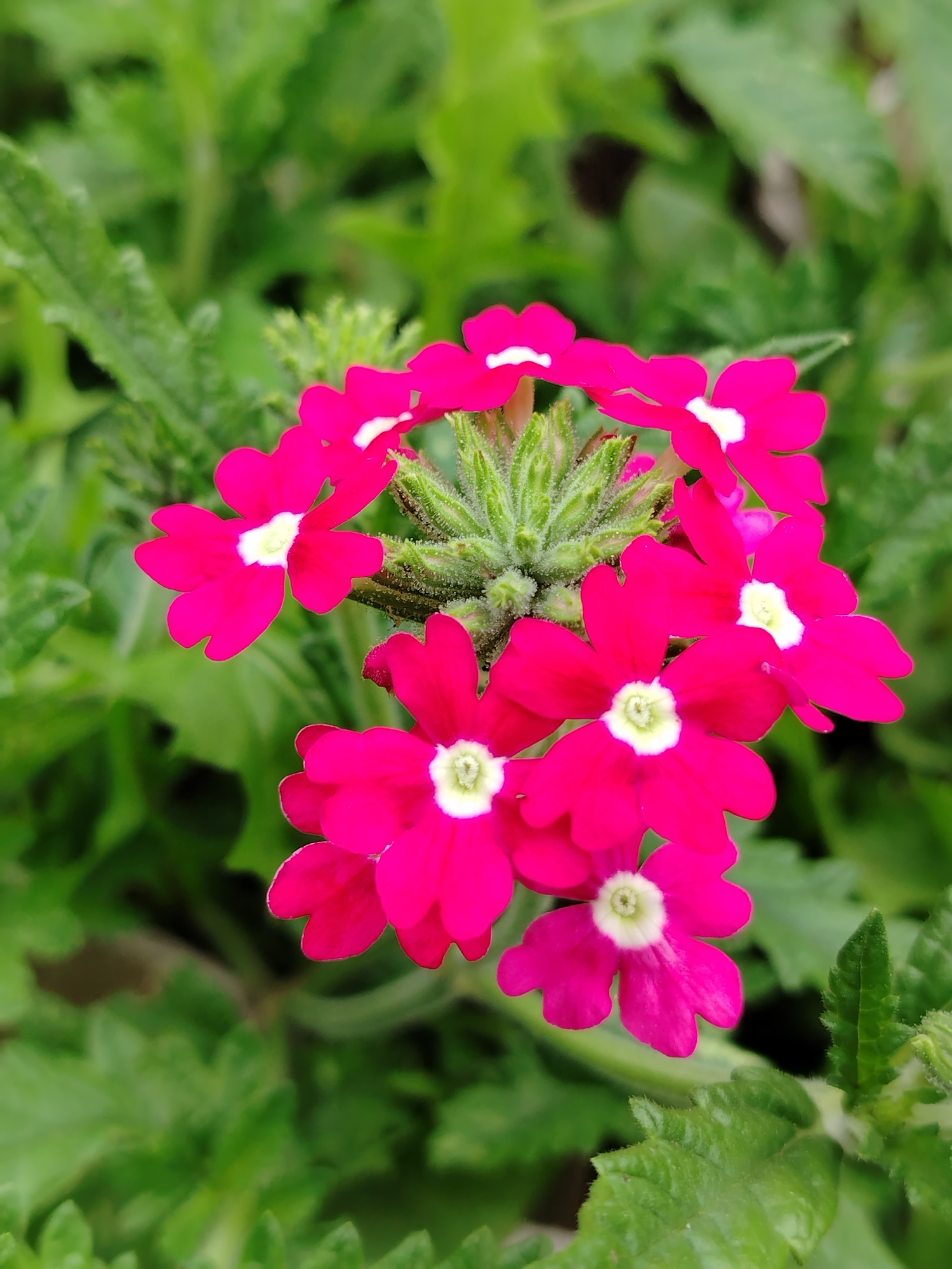 A cluster of bright pink verbena flowers with white centers are in full bloom. The flowers are arranged in a rounded shape, with delicate petals that appear slightly ruffled. The green stems and fuzzy buds at the center of the bloom are visible. The flowers are surrounded by lush green foliage, with some leaves slightly blurred in the background, indicating a shallow depth of field. The lighting suggests an outdoor setting, likely during the daytime, with the sunlight illuminating the vibrant colors of the flowers. The image appears to be a close-up shot, focusing on the beauty of the floral arrangement. There is no information provided about the location in the city of Gorzhan, Russia, or any people or specific actions taking place.
