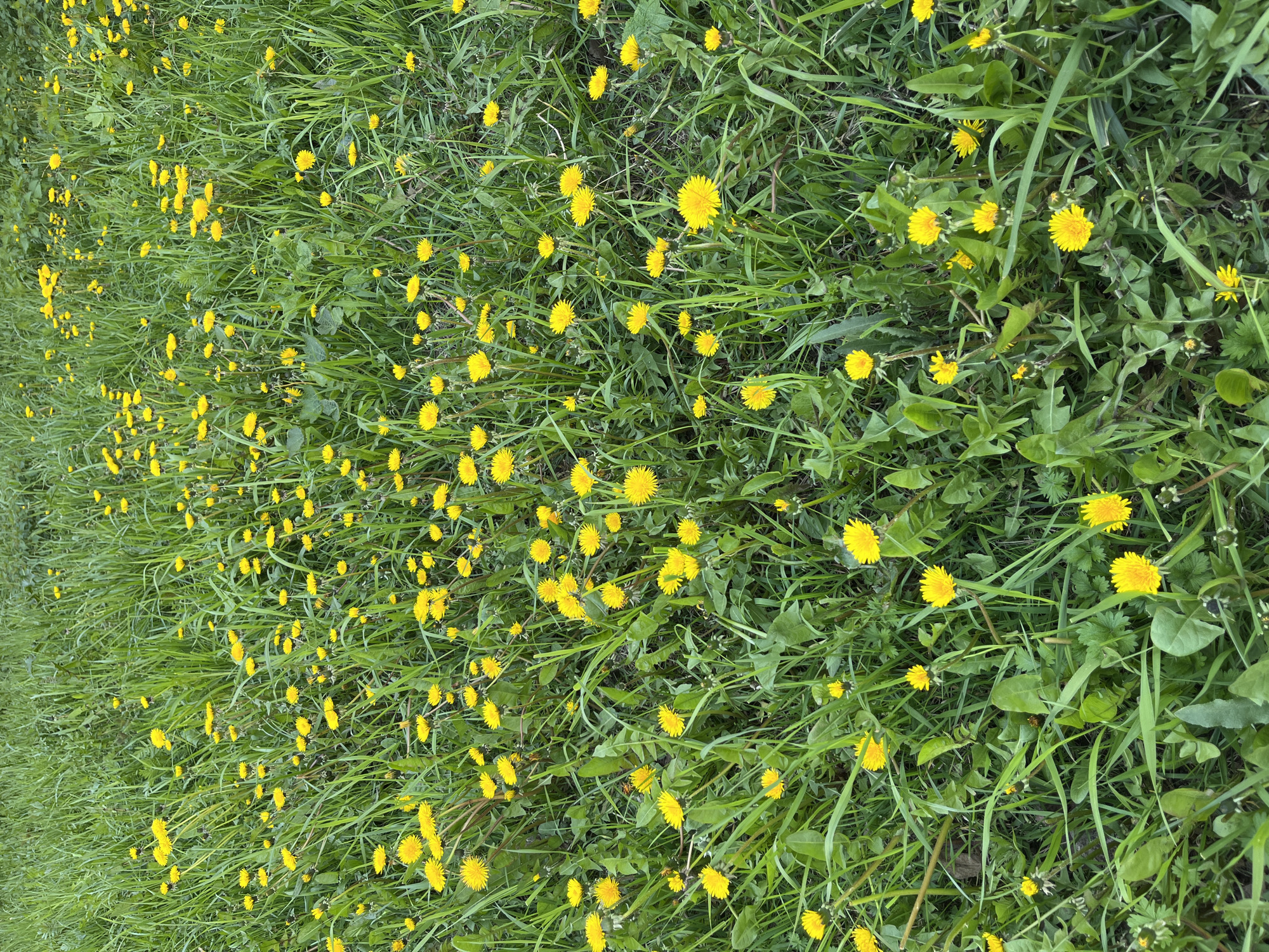 This image captures a vibrant, overhead view of a grassy field or lawn densely populated with numerous bright yellow dandelions. The dominant subjects are the green blades of grass and the many fully bloomed dandelions scattered throughout.
The scene depicts a natural landscape with no human or animal activity. The dandelions are in various stages of bloom, with most showcasing their characteristic bright yellow, circular flower heads, while some appear as smaller buds or partially opened flowers. The green foliage is a mix of varying lengths of grass and broader-leafed plants, contributing to a somewhat wild and unkempt appearance.
Notable details include the bright, even lighting, suggesting it is daytime, likely under clear or partly cloudy skies, without harsh shadows. The perspective is directly from above, looking down into the thick vegetation. The overall color palette is dominated by the strong contrast between the lush greens and the cheerful, vivid yellows. There is no visible text in the image. The setting conveys a sense of springtime and natural growth.