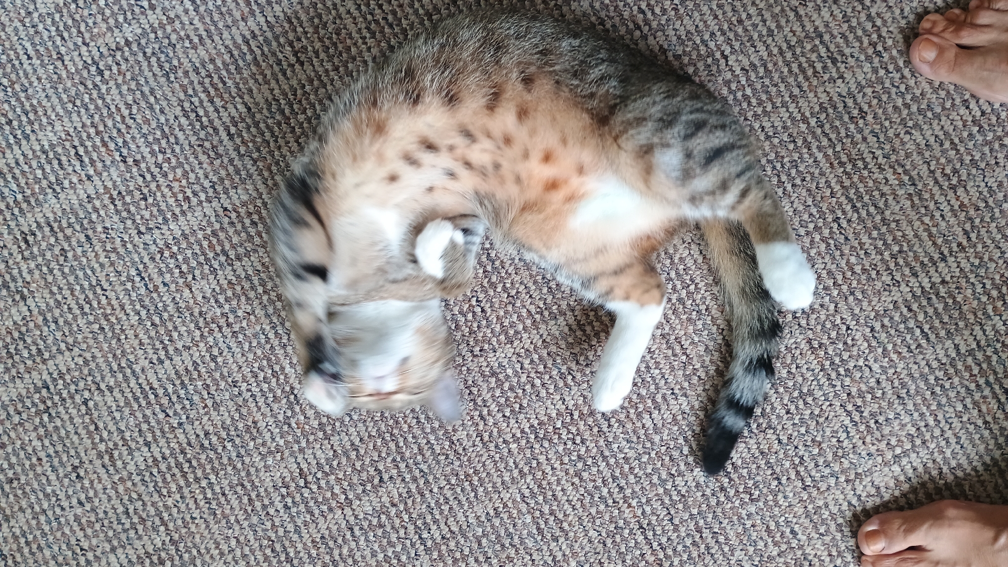 A calico cat is lying on its back on a brown carpet, with its paws in the air. The cat's fur is a mix of white, orange, and black tabby stripes. The cat's eyes are closed, and it appears to be sleeping or relaxed. There are two bare feet visible in the bottom left and bottom right corners of the image. The scene is indoors, likely in a residential setting. The location is not specified in the image or the accompanying text.