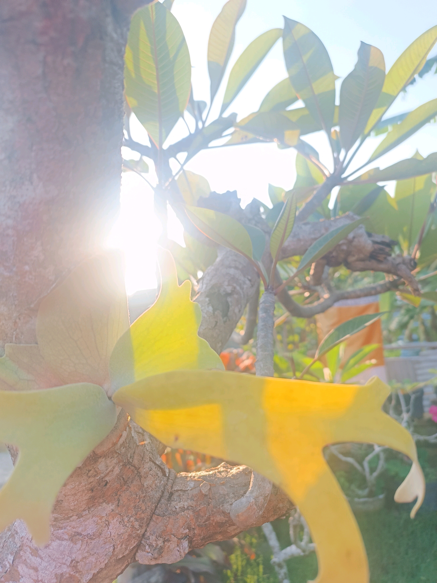 In the city of Tabanan, Indonesia, the image captures a close-up view of a tree trunk with sunlight streaming through its leaves. The sun's rays create a lens flare effect, illuminating the scene with a warm glow. Various plants and branches are visible in the background, suggesting a lush, natural environment. The composition emphasizes the interplay of light and shadow on the foliage and bark. The image appears to be taken outdoors during the daytime, with the sky visible in the upper portion. The overall impression is one of natural beauty and serenity.
