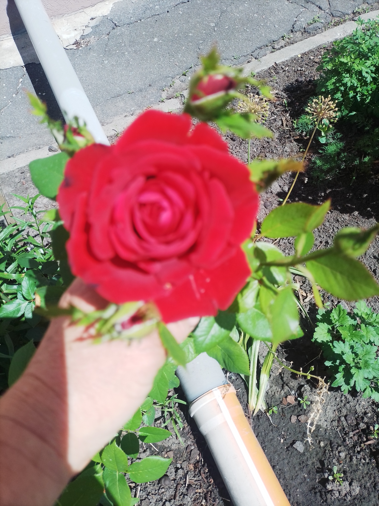 In Myrhorod, Ukraine, a hand holds a vibrant red rose in a garden setting. The rose is in sharp focus, showcasing its intricate petal structure, while the background elements are slightly blurred. The garden soil is visible, with some green foliage and what appear to be dried flower heads scattered around. A white pipe runs along the left side of the frame, partially obscuring the ground and some of the vegetation. Another piece of pipe, possibly a drainpipe, lies in the lower right quadrant of the image. The scene is outdoors, under natural light, suggesting a daytime photograph. The overall impression is a close-up of a blooming rose in an urban garden.