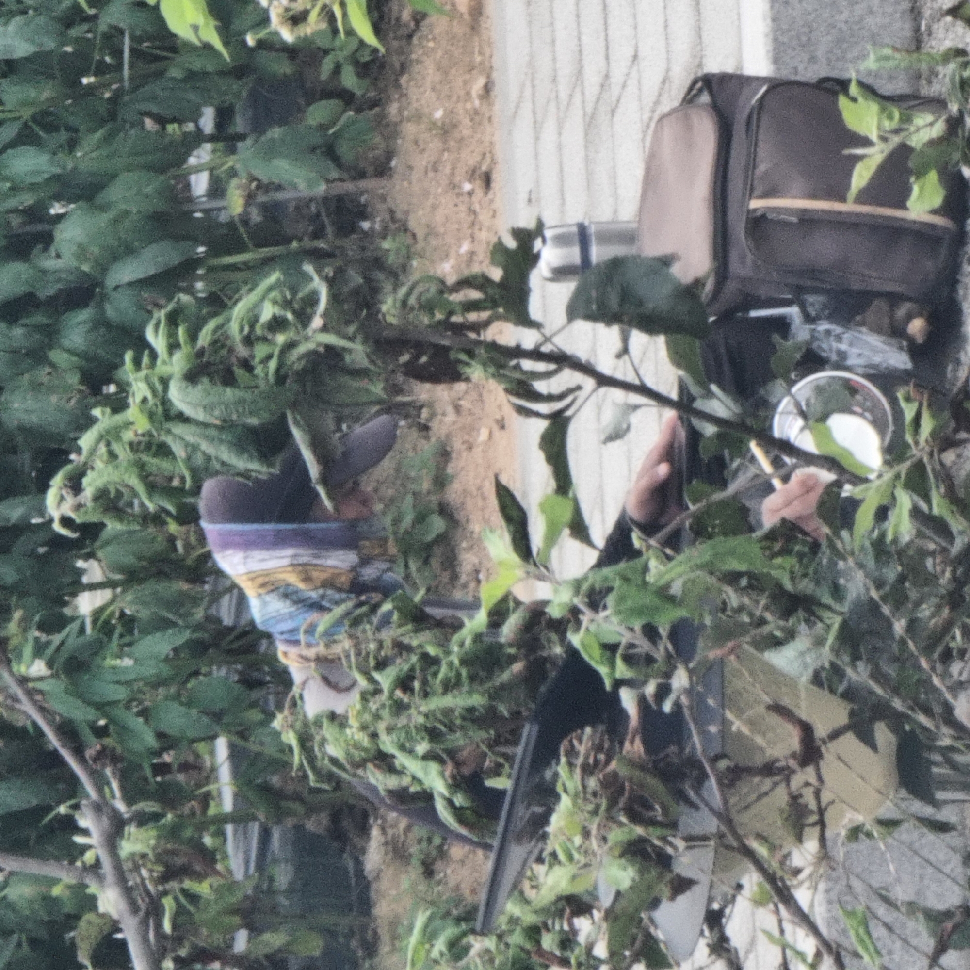 In Dunnae-myeon, South Korea, a person is seated amongst dense green foliage, appearing to be gathering or tending to plants. The individual is wearing a hat and a garment with striped patterns of purple, blue, and yellow. They are positioned behind what appears to be a dark-colored chair or seating apparatus. In the foreground and surrounding the subject are numerous green leaves and branches. To the right of the subject, a dark bag with a lighter-colored top is visible, next to a silver thermos. A paved surface, possibly a pathway, is present in the background, and further beyond is a patch of dirt with some sparse vegetation. The overall scene suggests an outdoor, possibly rural or park-like, setting.