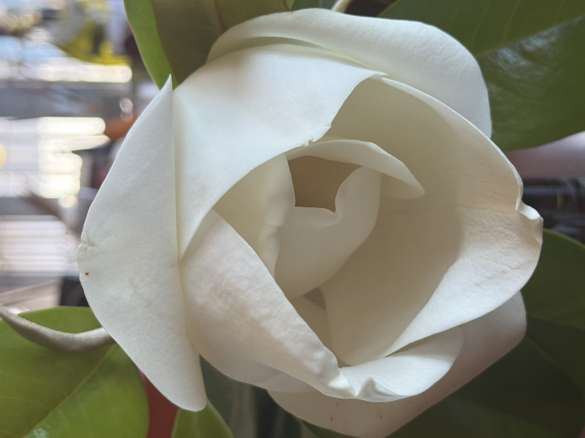 The image shows a close-up of a white magnolia flower, likely indoors. The flower's petals are tightly clustered, forming a cup shape. Green leaves are visible around the flower, suggesting a natural setting. The background is blurred, obscuring the surrounding environment. The image does not depict Budva, Montenegro. There are no people, subjects, or interactions visible in the image. The environment appears to be indoor based on the background.
