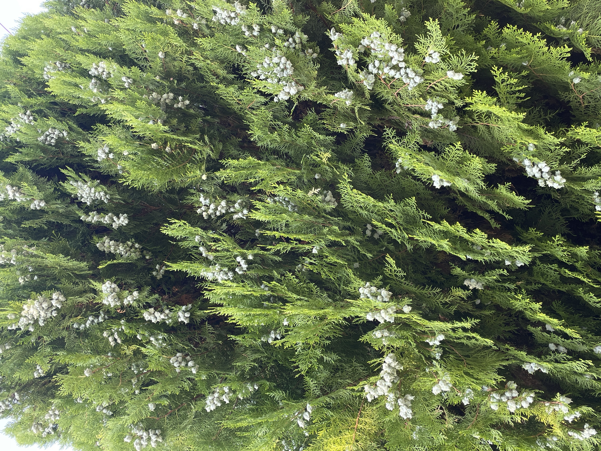 A full-frame, eye-level medium shot captures the dense foliage of an evergreen tree, likely a cypress or juniper. The branches are covered in vibrant green, needle-like leaves, creating a lush, textured appearance. Interspersed among the leaves are numerous small, pale green to whitish seed cones, clustered together and giving the impression of small berries. The lighting suggests an outdoor environment, possibly a garden or park, with sunlight dappling through the branches and highlighting some of the foliage. The background is filled with more of the tree's branches and leaves, with a hint of a brighter sky peeking through in some areas. No people or other discernible objects are present in the image. The scene is still and natural.