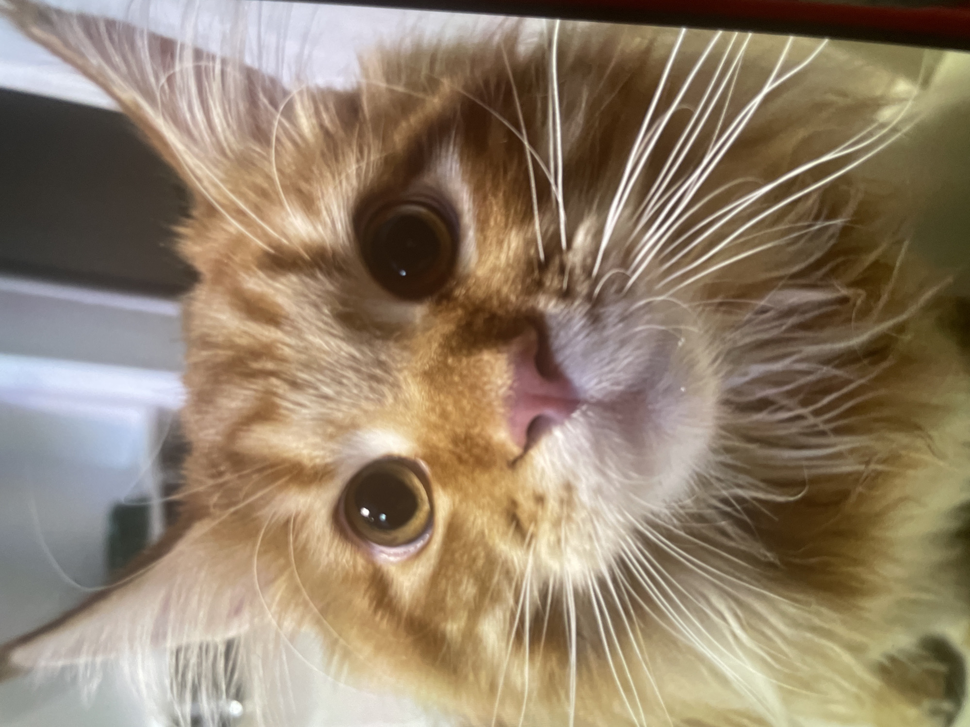 A close-up, head-on shot of an orange tabby cat is presented. The cat's fur is a mix of light and dark orange stripes, with longer, lighter fur around its face and ears. The cat has large, round, amber-colored eyes, a small pink nose, and long, white whiskers that fan out from its muzzle. Its ears are pointed and tipped with fluffy fur. The background is blurred, with hints of vertical lines that suggest a domestic setting. No information is available regarding the cat's location in Khanty-Mansiysk, Russia.
