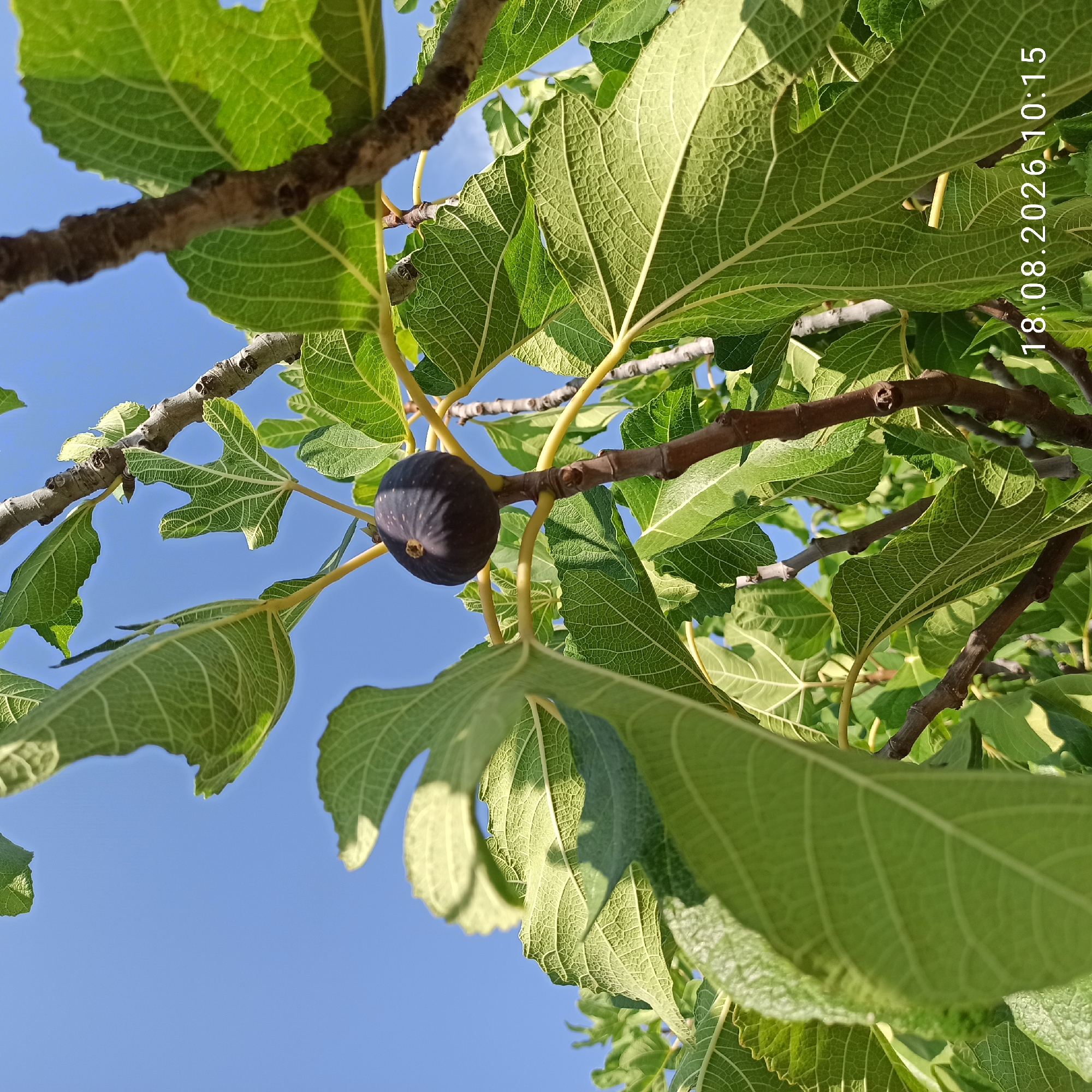 A close-up, low-angle shot captures a ripe, dark purple fig hanging from a tree branch, surrounded by large, green, lobed leaves and thinner yellow stems. The background is a clear, bright blue sky. The image also contains a timestamp in the lower right corner: "18.08.2026 10:15". The scene is natural and appears to be outdoors in a location likely to have fig trees. No people or specific urban features are visible to pinpoint a precise location within Bitonto, Italy, beyond the general presence of a fig tree in an outdoor setting on that date and time.