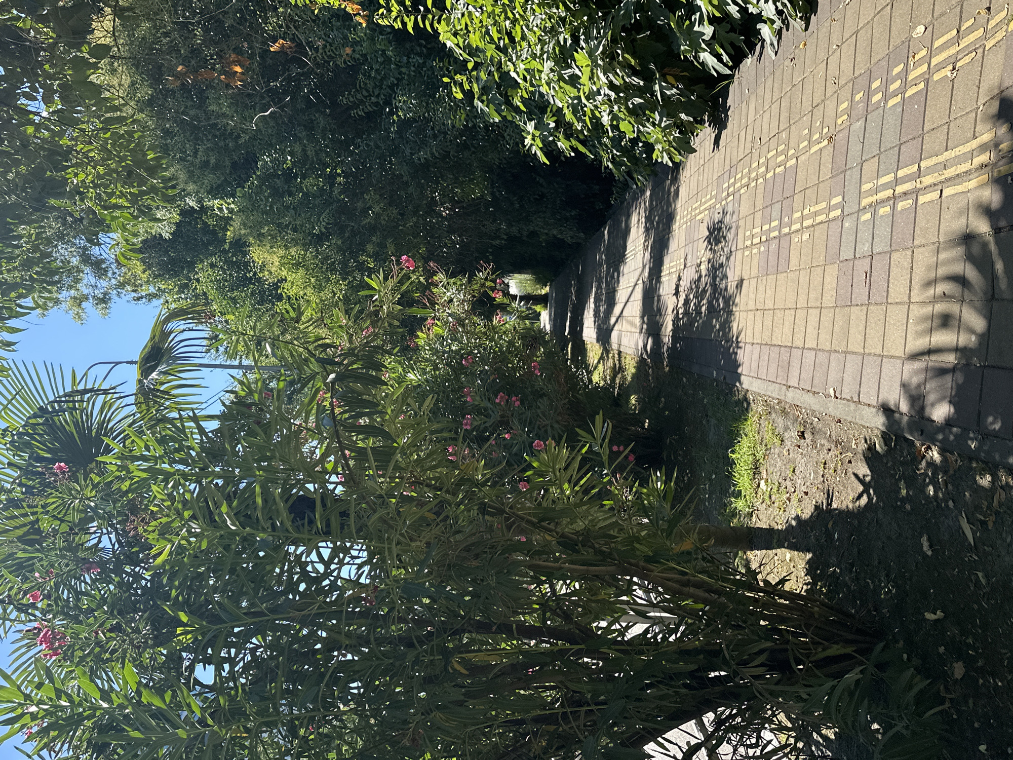 The image depicts a paved pathway lined with lush green foliage and flowering bushes, likely in Sochi, Russia. The path is constructed of light-colored square pavers with embedded yellow tactile paving strips, suggesting it is designed for public use, possibly in a park or along a pedestrian route. Sunlight filters through the trees, casting dappled shadows on the ground. On the left side of the path, a dense, leafy bush with small pink flowers is prominent, with a palm frond visible above it. The right side of the path is bordered by a thick wall of green leaves and branches. The overall scene conveys a serene, natural environment within an urban setting.