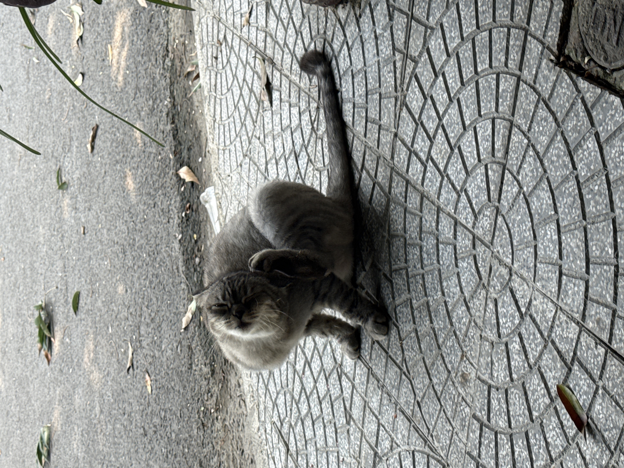A gray tabby cat sits on a gray tile sidewalk with a circular pattern. The cat is facing forward and scratching its head. The sidewalk abuts a gray asphalt road. Some green plants are present at the edge of the sidewalk and road. The location is in a city, possibly Đà Nẵng, Vietnam.