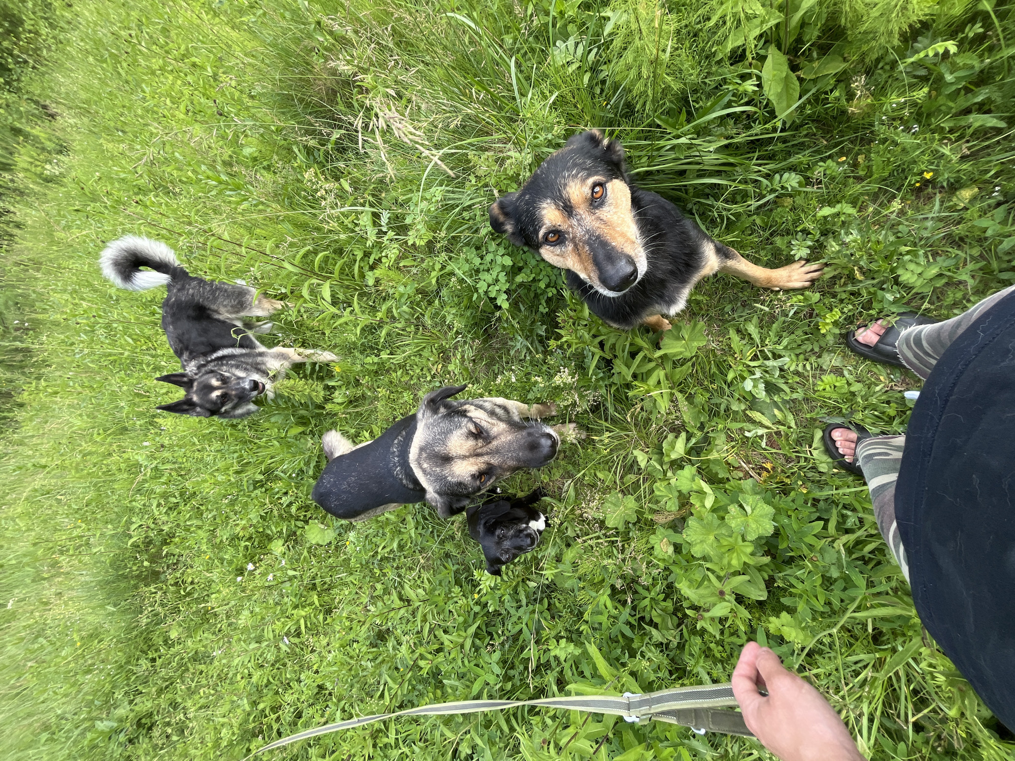In this high-angle shot, a person's legs and hand are visible on the right side of the frame, holding a leash. The person is wearing camouflage-patterned pants and dark sandals. They are standing in a grassy, outdoor setting, likely a field or meadow.
The primary focus of the image, however, is on a group of four dogs. The largest dog, a German Shepherd mix, is looking directly at the camera with attentive brown eyes. To its left, a smaller dog, possibly a puppy, is nestled close to the larger dog. Further left, another medium-sized dog with black and grey fur and a bushy tail is also looking towards the viewer. A fourth dog, with a black coat and tan markings, is partially obscured by the larger German Shepherd mix. All the dogs appear to be alert and engaged.
The ground is covered in lush green grass and various small plants, some with white and yellow flowers. The lighting suggests it is daytime, with overcast skies or diffused sunlight, as there are no harsh shadows. The overall impression is one of a casual outdoor encounter between a person and their dogs in a natural environment. The location context of Nizhny Tagil, Russia, suggests a possible rural or suburban outdoor area. There is no visible text in the image.