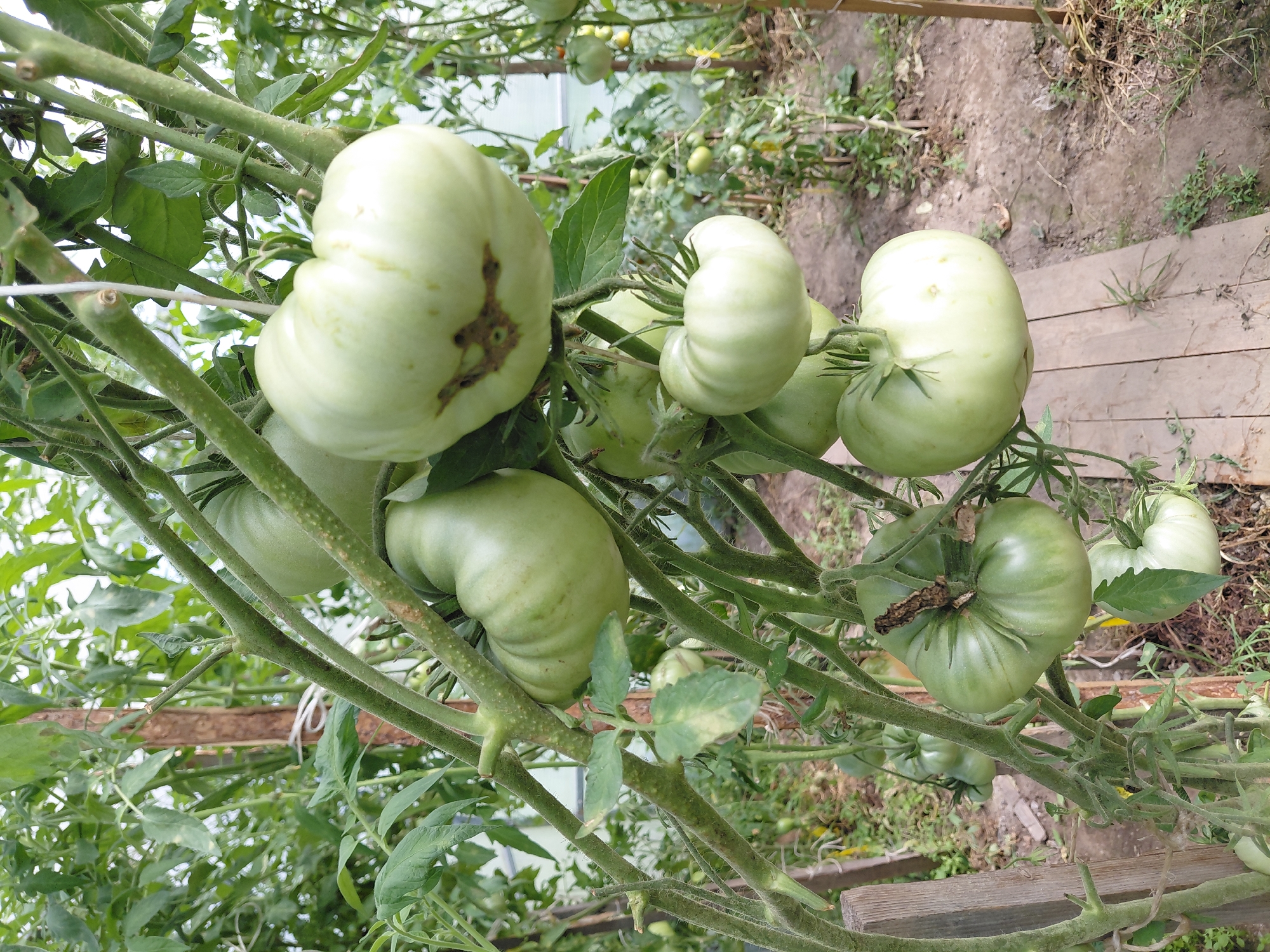 A close-up, eye-level shot captures a cluster of unripe, green tomatoes hanging from their vines in a greenhouse. The tomatoes are various shades of green, some smooth and round, others ribbed and irregular in shape. Brown spots, possibly signs of disease or pest damage, are visible on some of the fruits. The vines are thick and hairy, with numerous leaves and tendrils. A wooden stake supports the plant, and a white string is tied around it. The background shows more tomato plants, the earthy floor of the greenhouse, and a clear plastic sheeting, suggesting this is an agricultural setting in or around Malinovka, Russia.