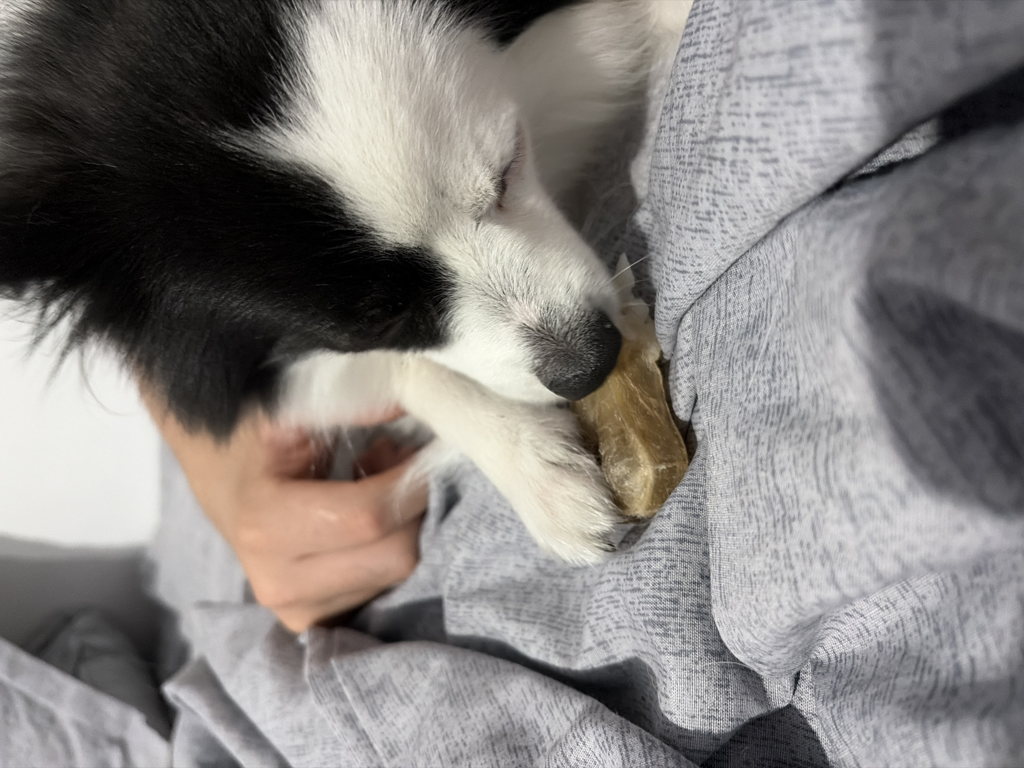 A black and white dog is chewing on a bone-shaped treat. The dog's head is down, and its eyes are closed. A person's hand is visible in the background, partially obscured by the dog. The dog and treat are resting on a wrinkled gray blanket, which is the primary surface in the image. The background is blurred and appears to be a wall, suggesting an indoor setting. There is no information in the image to indicate a location in Stara Zagora, Bulgaria.