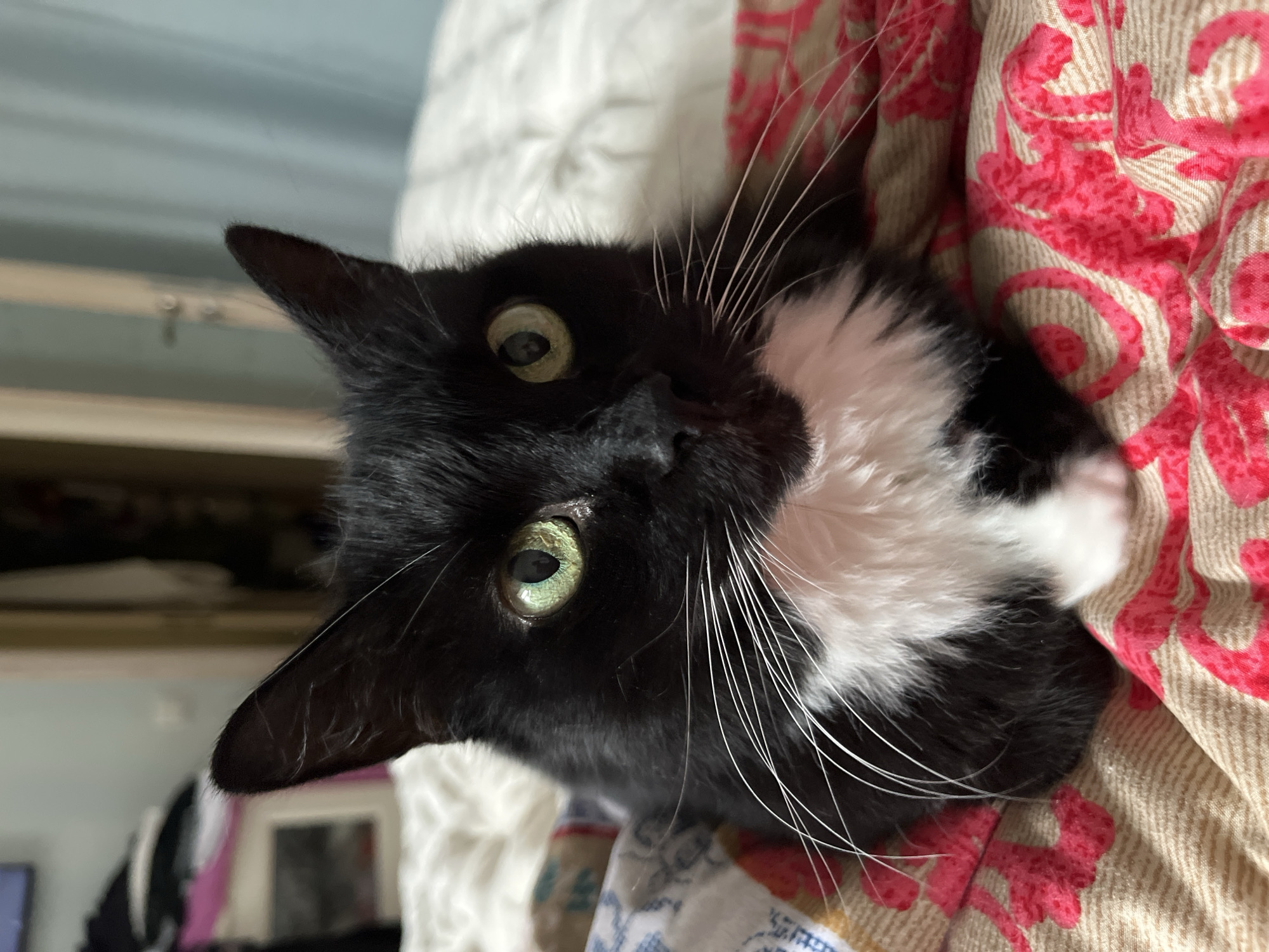 A black and white cat with bright green eyes is lying on a patterned bedspread. The cat is looking directly at the camera. The background is blurred, showing what appears to be a room with furniture and doorways. There is no indication of the city of Ivanteyevka, Russia in the image or its accompanying crops.