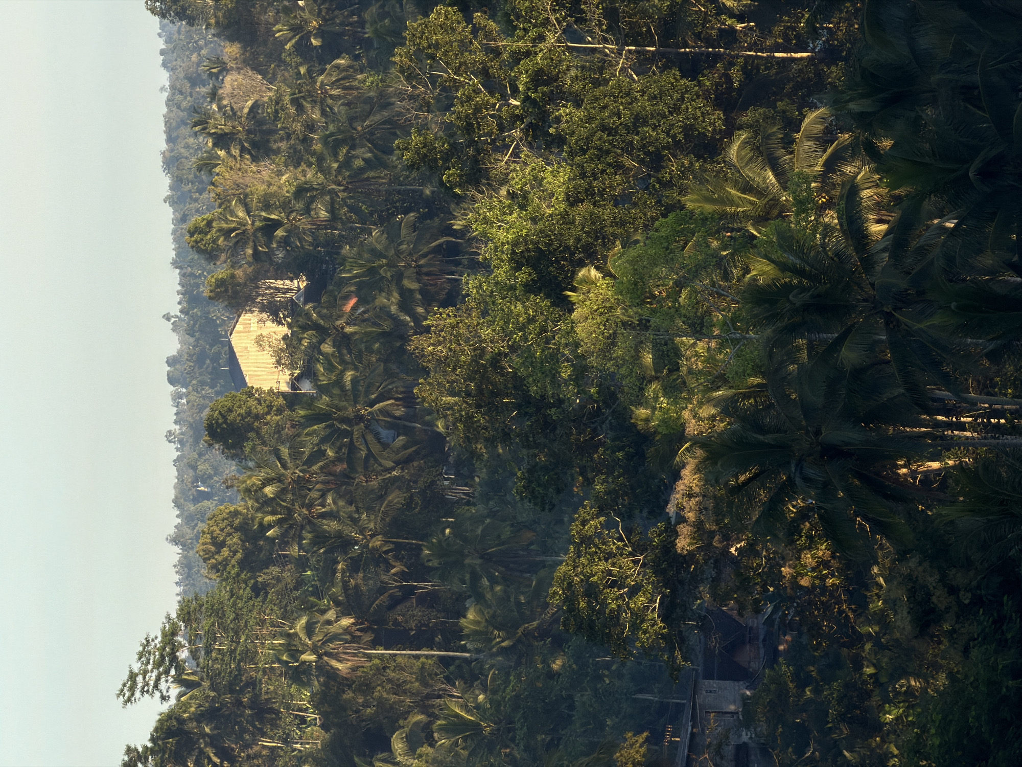 The image captures a dense tropical landscape at what appears to be sunrise or sunset, casting long shadows and highlighting the lush vegetation. In the midground, a large, light-colored building with a distinctive roofline stands out amongst the trees. The building is of a simple, rectangular design, possibly a warehouse or a large communal structure, and its surface seems to be made of a lighter material such as wood or corrugated metal.
To the left and lower in the frame, there are glimpses of traditional architecture, with dark-tiled roofs and stone or concrete walls peeking through the foliage. These structures suggest a residential or village area integrated into the natural environment.
The dominant feature of the scene is the abundant tropical flora, primarily palm trees and other large-leaved species. The trees are layered, creating a sense of depth and density. The lighting suggests a warm, golden hour, illuminating the leaves and creating a dappled effect. The overall impression is one of a serene, natural setting with human habitation subtly woven into the landscape. The specific location in Sidomulyo, Indonesia, is implied to be a rural or semi-rural area characterized by this type of dense tropical vegetation and the presence of both traditional and modern structures.