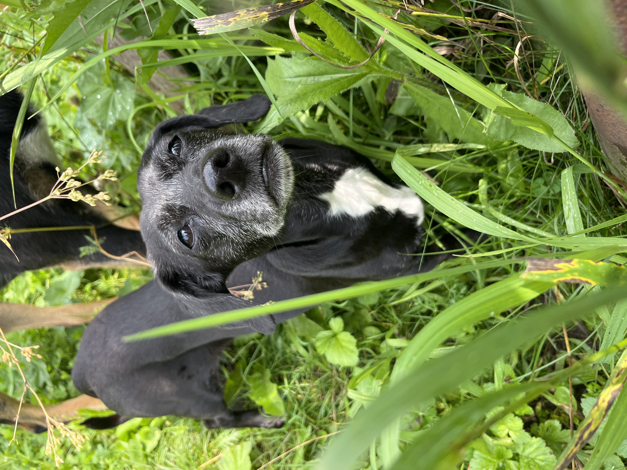 A black dog with a white chest and grey muzzle stands in tall green grass. The dog is looking directly at the camera. In the background, the legs of another dog are visible. The scene is outdoors, likely in a natural setting. There is no information in the image to suggest a location in Nizhny Tagil, Russia.