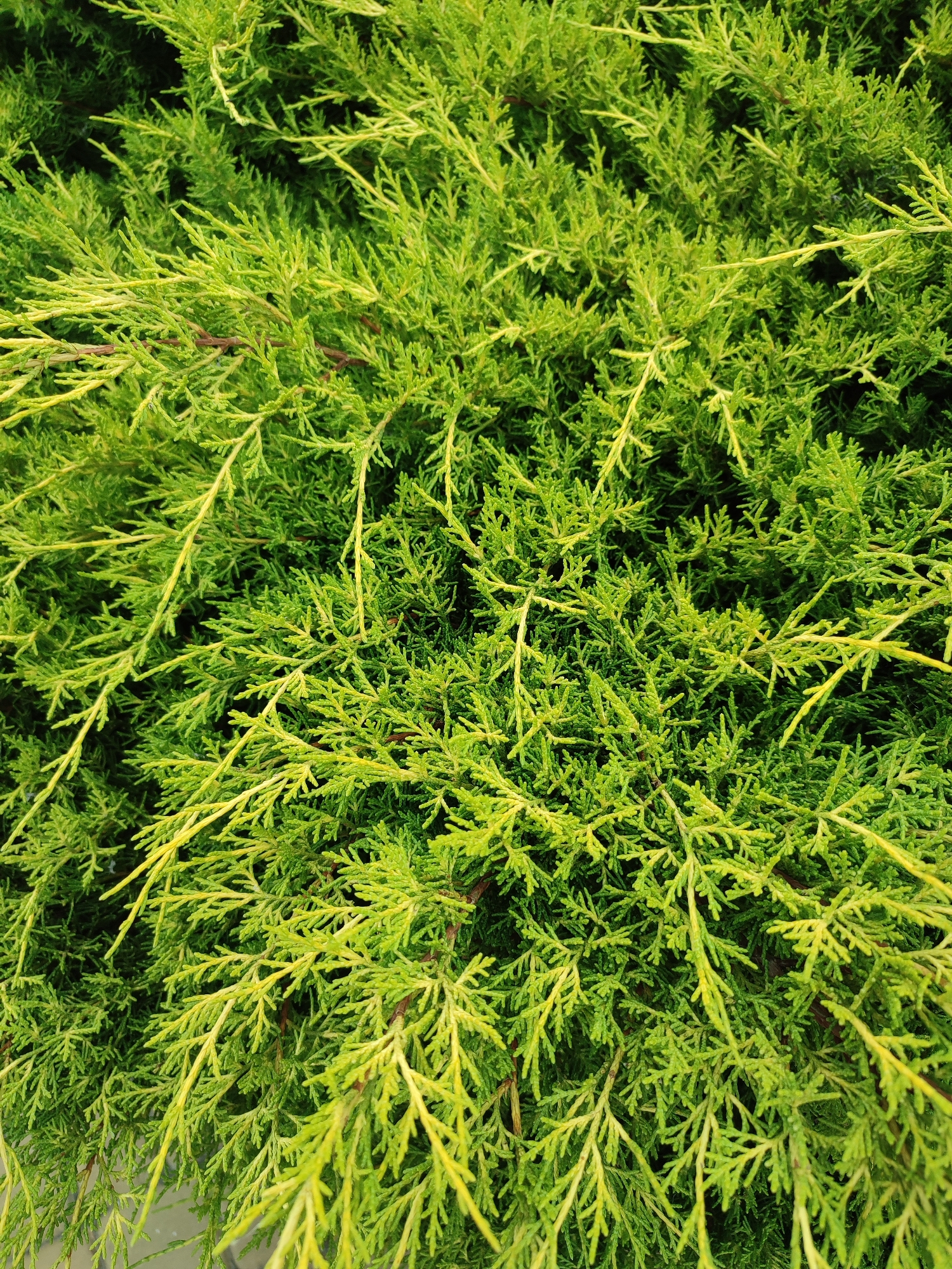 This is a close-up, full-frame photograph of bright green foliage from a coniferous evergreen shrub. The image is dominated by a dense mass of feathery, scale-like leaves and thin, wiry branches. The foliage has a vibrant, almost neon green hue in some areas, with lighter, yellowish-green tips on many of the branches, suggesting new growth or a specific variety of evergreen. The texture is finely detailed, with intricate branching patterns creating a sense of depth and volume. The lighting appears to be natural, possibly daylight, illuminating the leaves and casting subtle shadows within the denser parts of the shrub, giving it a lush and slightly textured appearance. There is no discernible activity, event, or people in the image. The setting is implied to be outdoors, likely a garden or natural landscape given the focus on plant life. No text is visible in the image. The overall impression is one of vibrant, healthy plant growth, with a focus on the intricate details of the evergreen's structure.