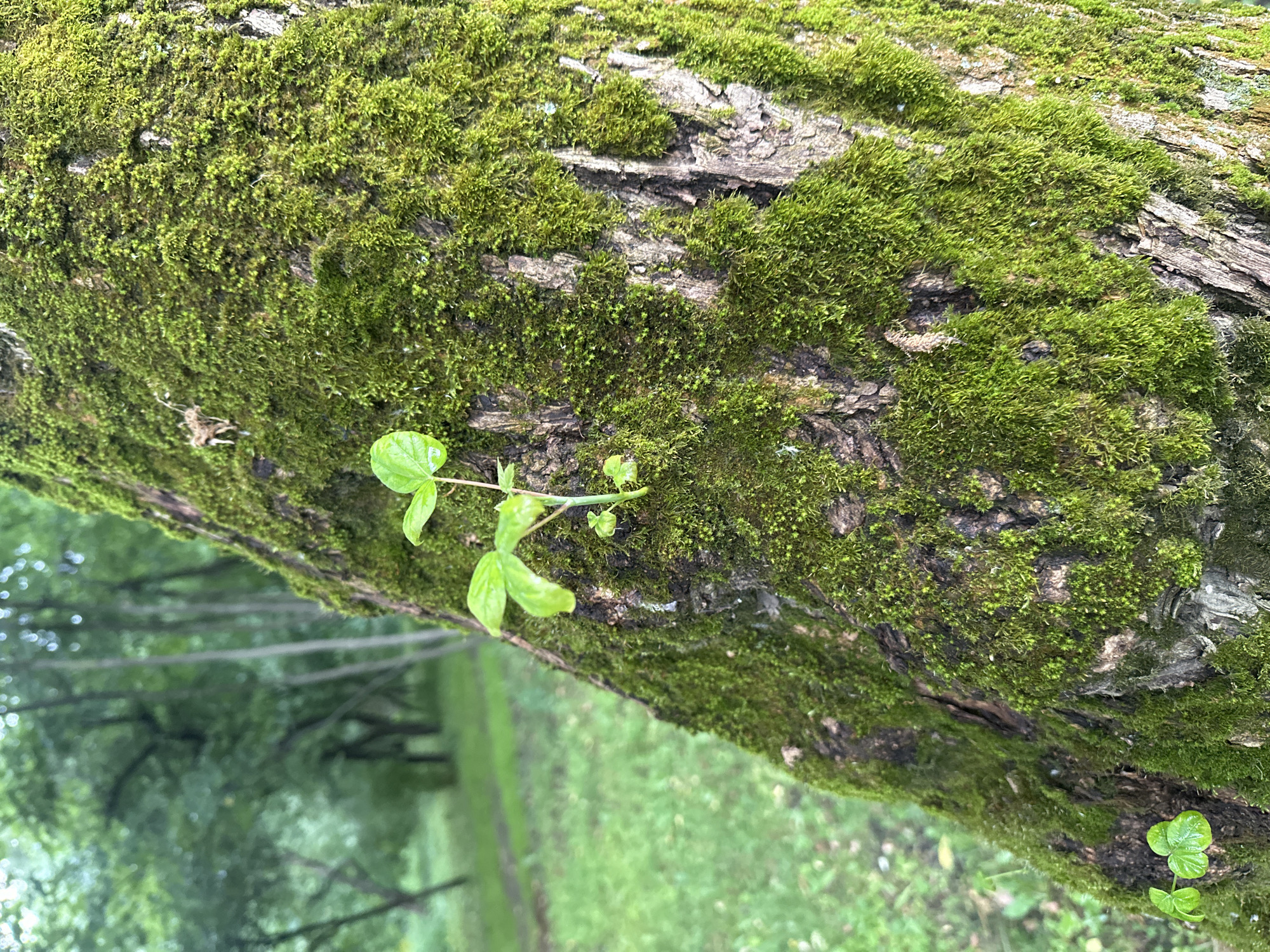 A close-up shot captures the rough bark of a tree, heavily covered in vibrant green moss. A few small, young plants with bright green leaves sprout from the mossy surface. In the background, a blurred forest scene unfolds, with more trees and green grass visible under a soft, overcast sky. The overall impression is one of natural growth and lush greenery in a woodland setting. The image does not contain any people or recognizable landmarks that would indicate a specific location in the city of Khimki, Russia.