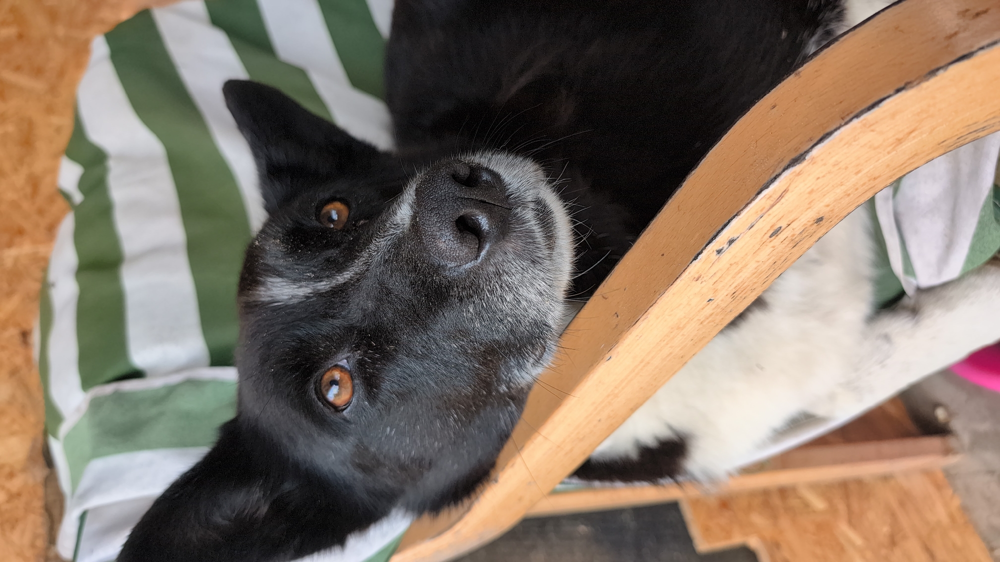 A close-up, eye-level, vertical medium shot captures a black and white dog lying down with its head resting on a wooden chair. The dog's head is the primary subject, with its amber eyes looking slightly upwards and to the left. Its black fur is visible on its head and ears, with a white blaze on its forehead and white fur around its muzzle, which is also greyish. The dog's nose is dark and wet. A green and white striped fabric is visible behind the dog. The dog is positioned on what appears to be an outdoor porch or seating area, with a plywood wall visible in the background. This scene is located in Pēternieki, Latvia.